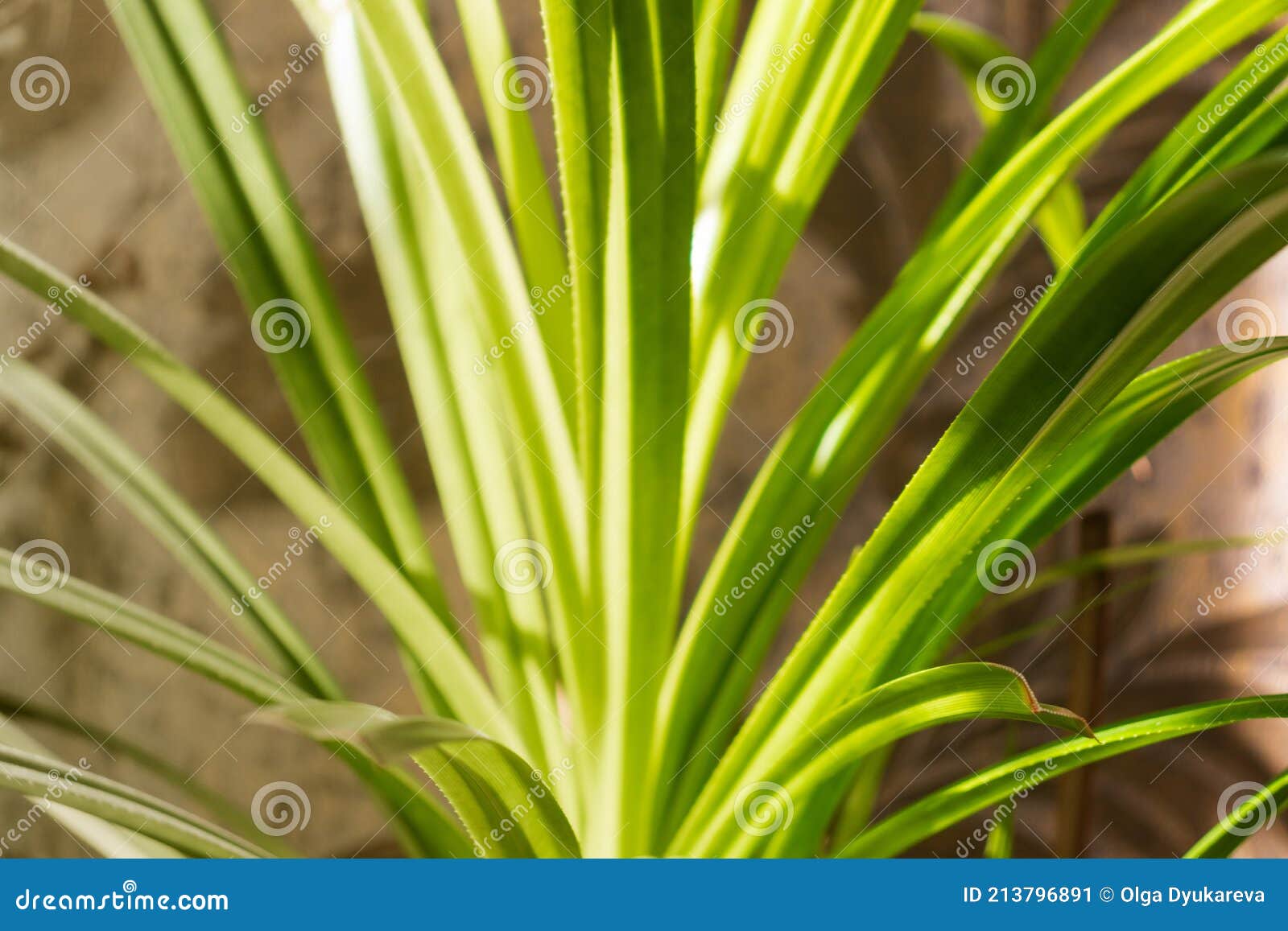 An Eel Is A Long Thin Fish Royalty Free Stock Photo CartoonDealer an-eel-is-a-long-thin-fish-royalty-free-stock-photo-cartoondealer
