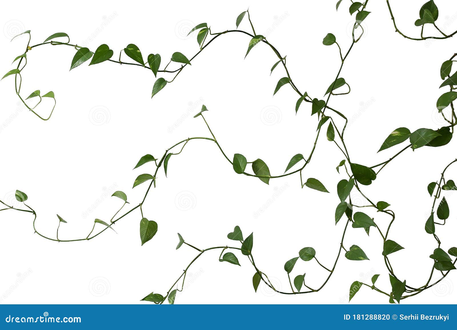 green long weaving plant on a white background