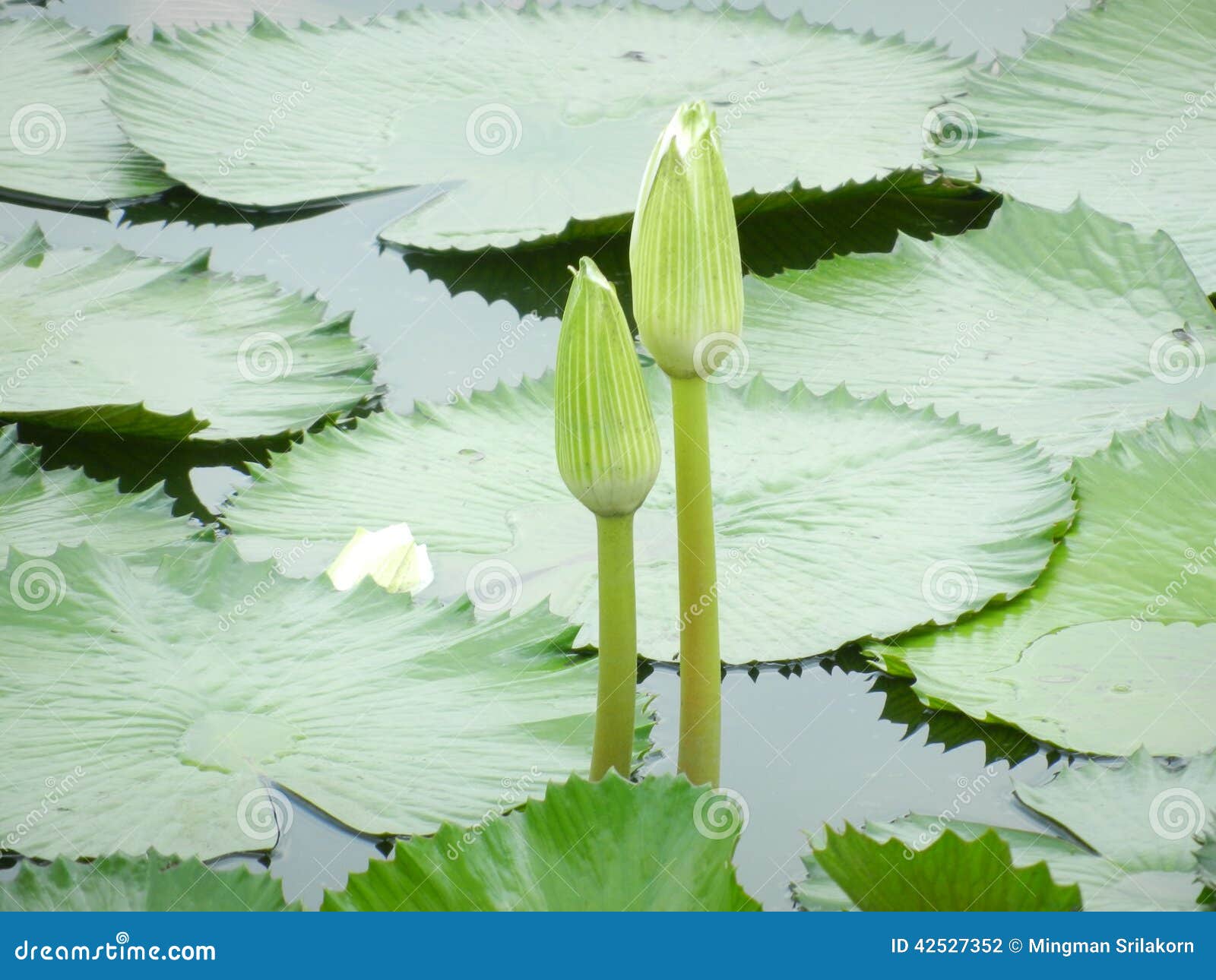 Green Lotus flower stock photo. Image of flower, twin 42527352