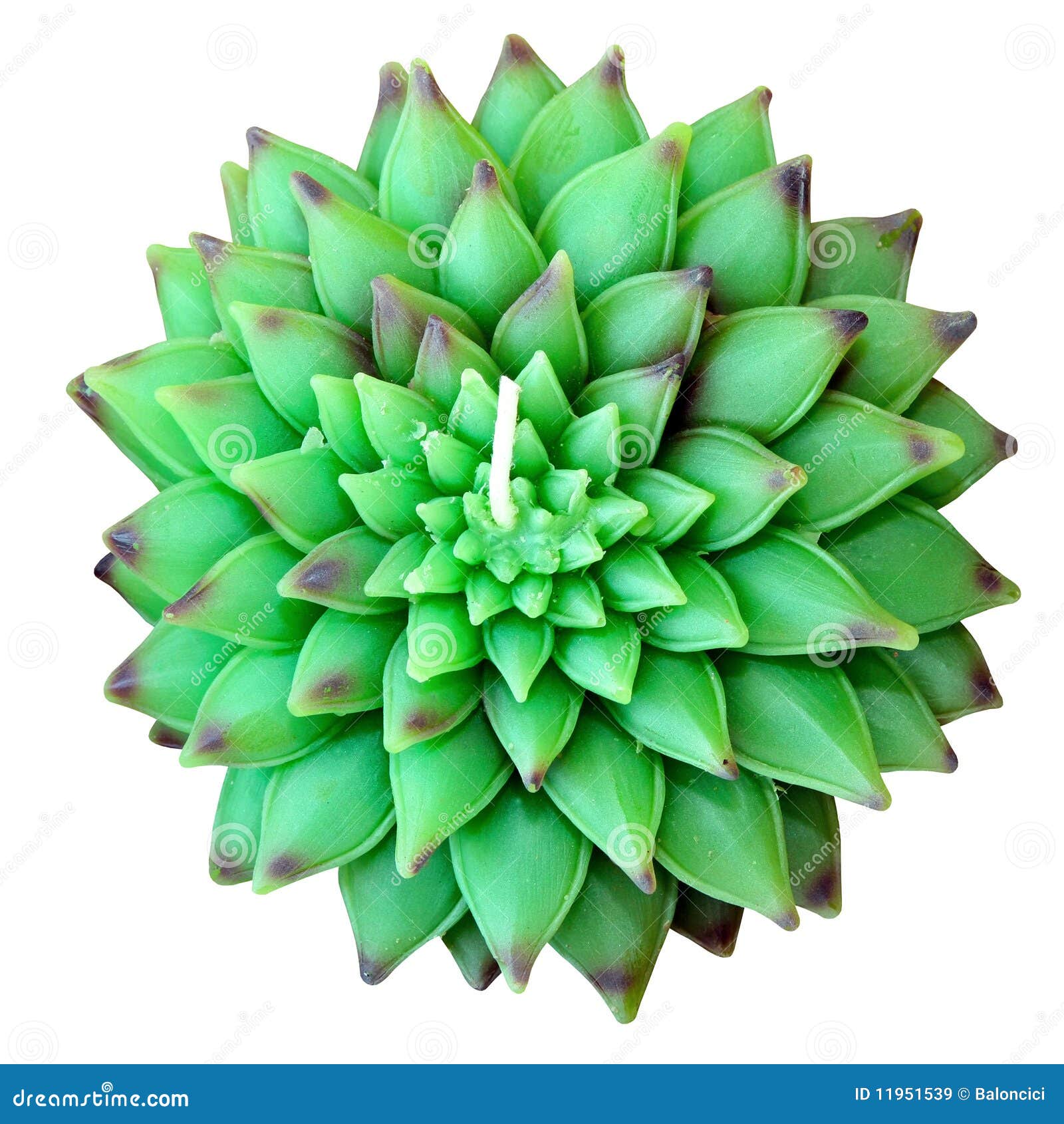 Green Lotus Isolated Royalty Free Stock Images Image 11951539