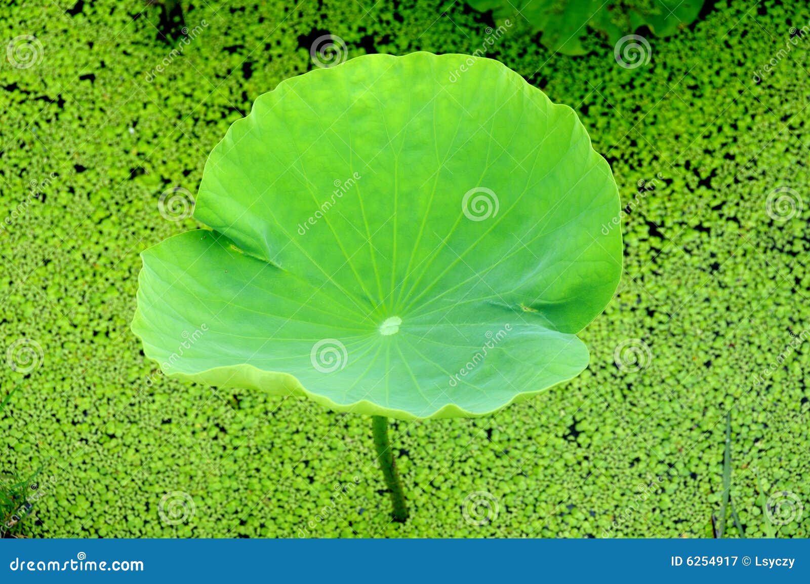 green lotus leaves, the harmony between man and na