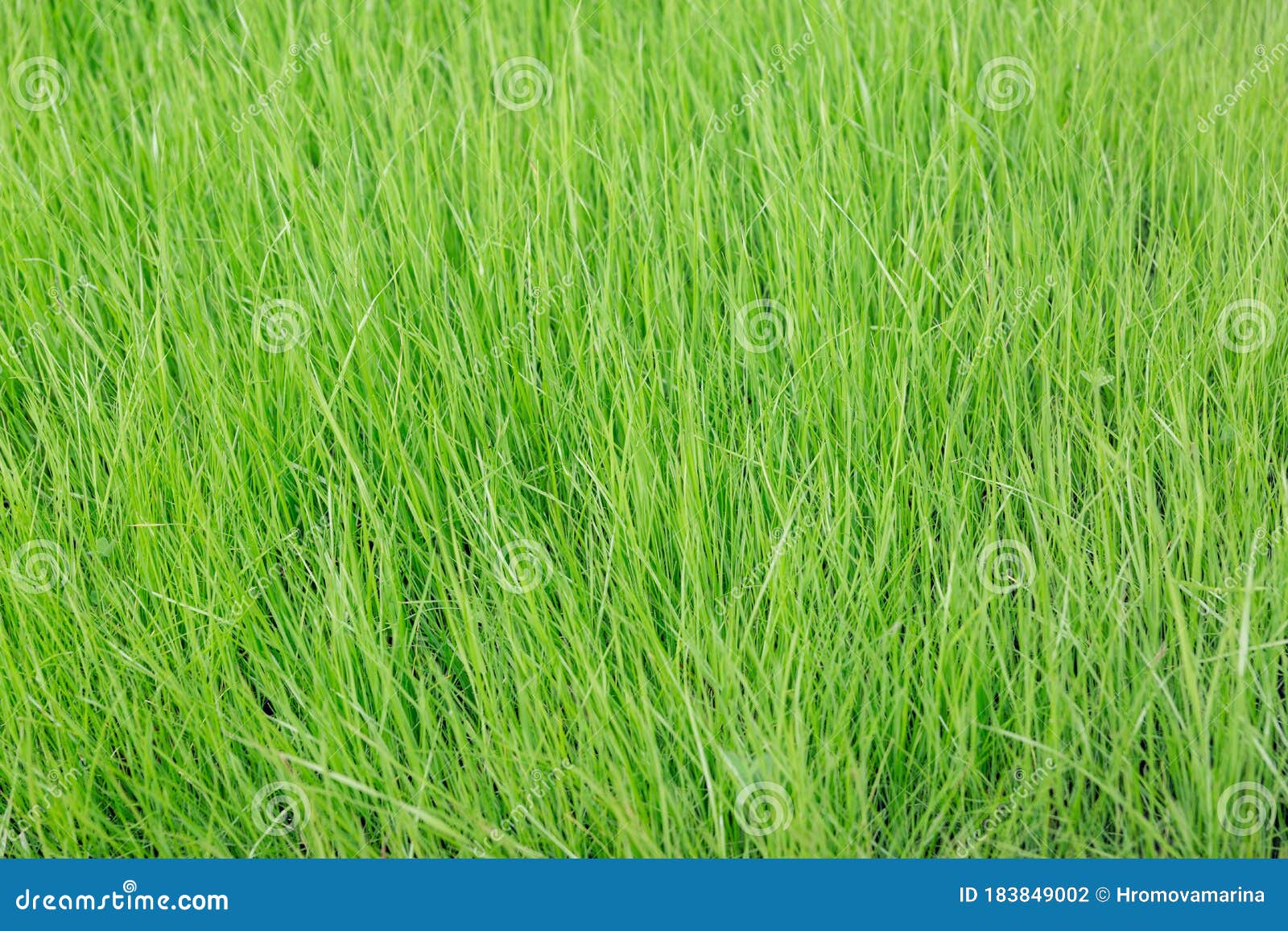 Green Lush Grass on a Sunny Day Stock Photo - Image of outdoor, horizon
