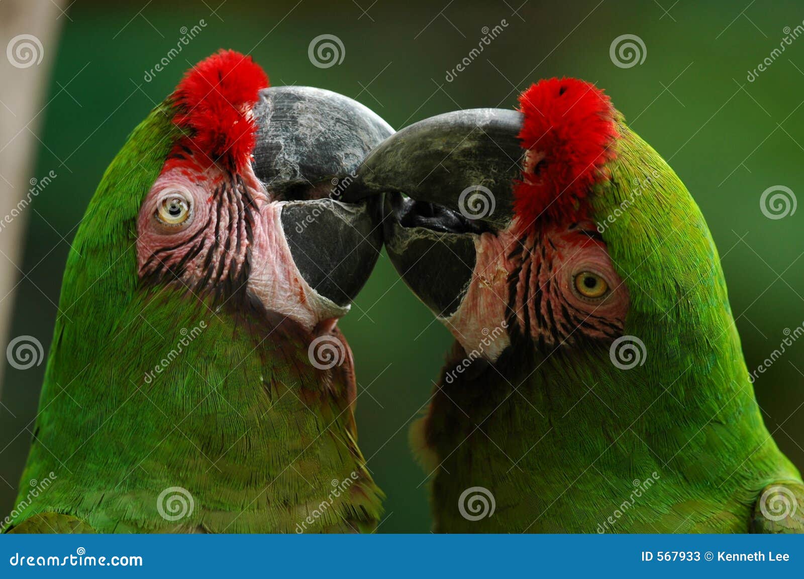 green macaws