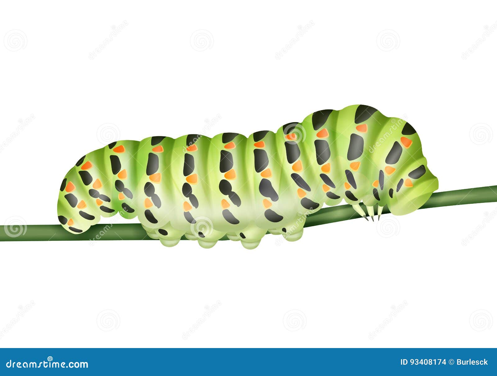 green machaon caterpillar
