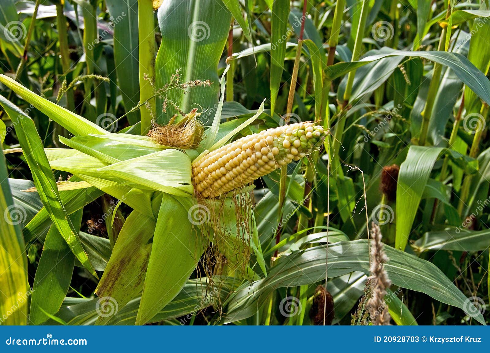 Green maize field stock image. Image of closeup, cornfield 20928703