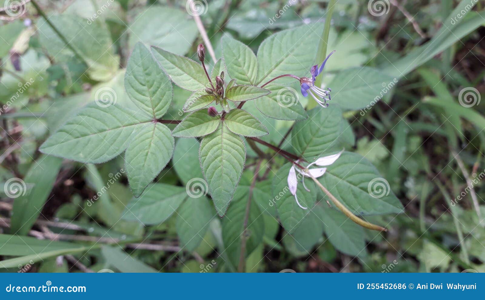 green maman lanang or cleome rutidosperma leaves