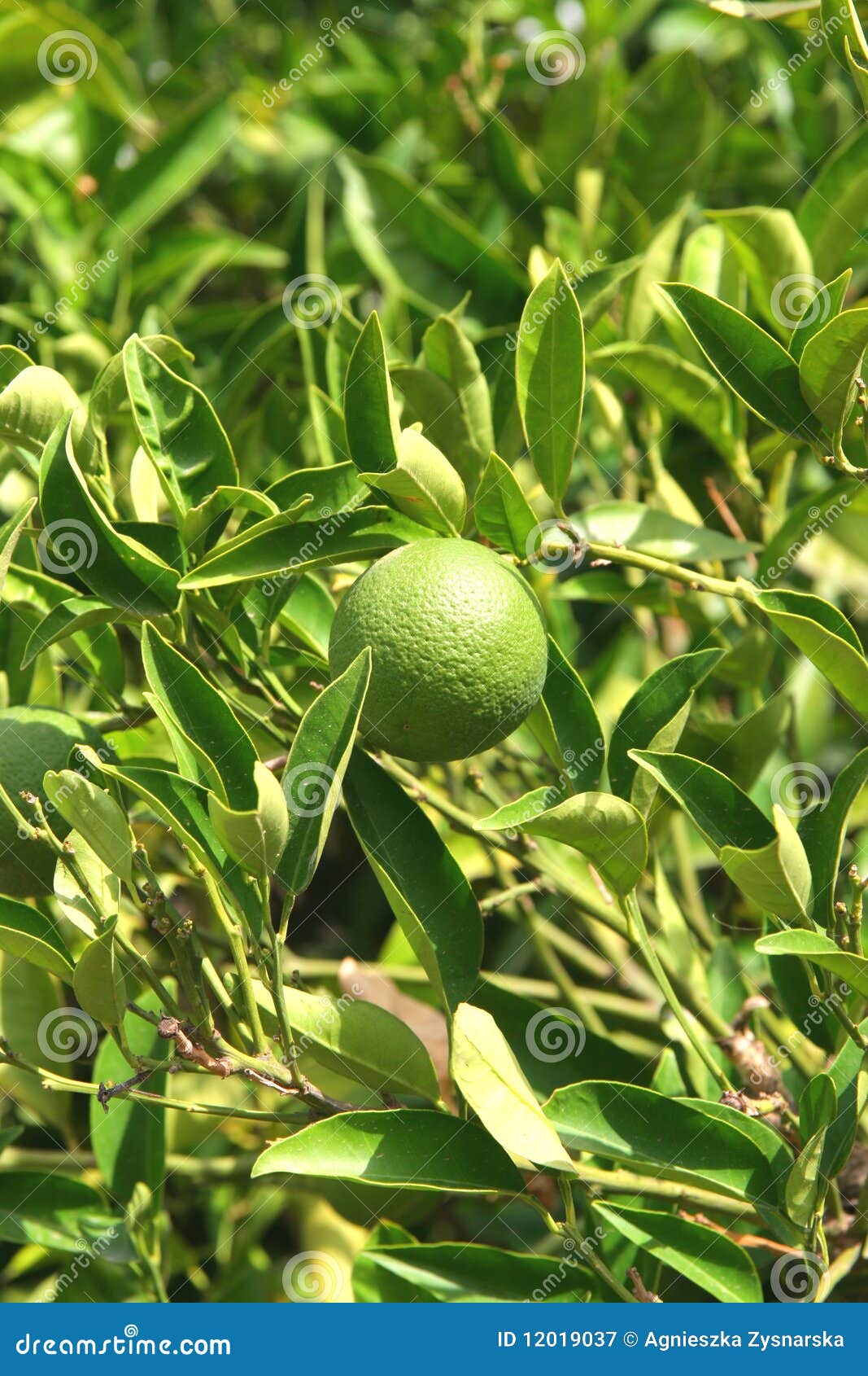 Green mandarin stock image. Image of food, nature, plant 12019037