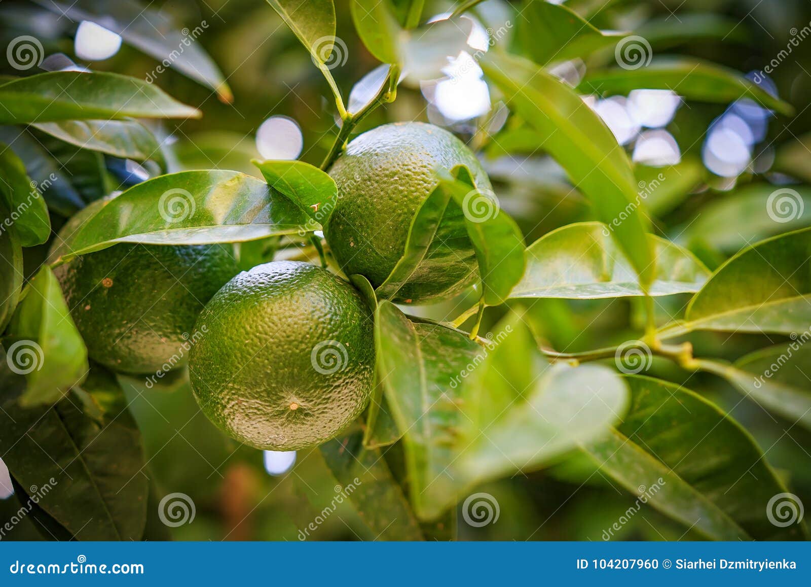 green mandarin fruit grows on a branch of a tropical tree.