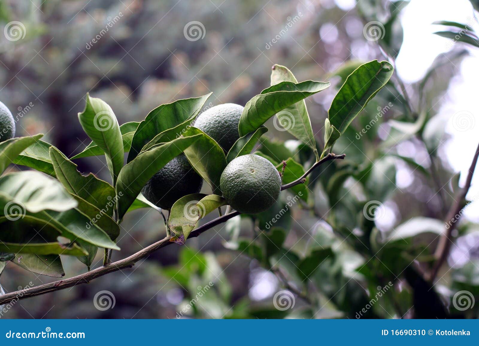 Green Mandarins Branch stock photo. Image of fruit, agriculture 16690310