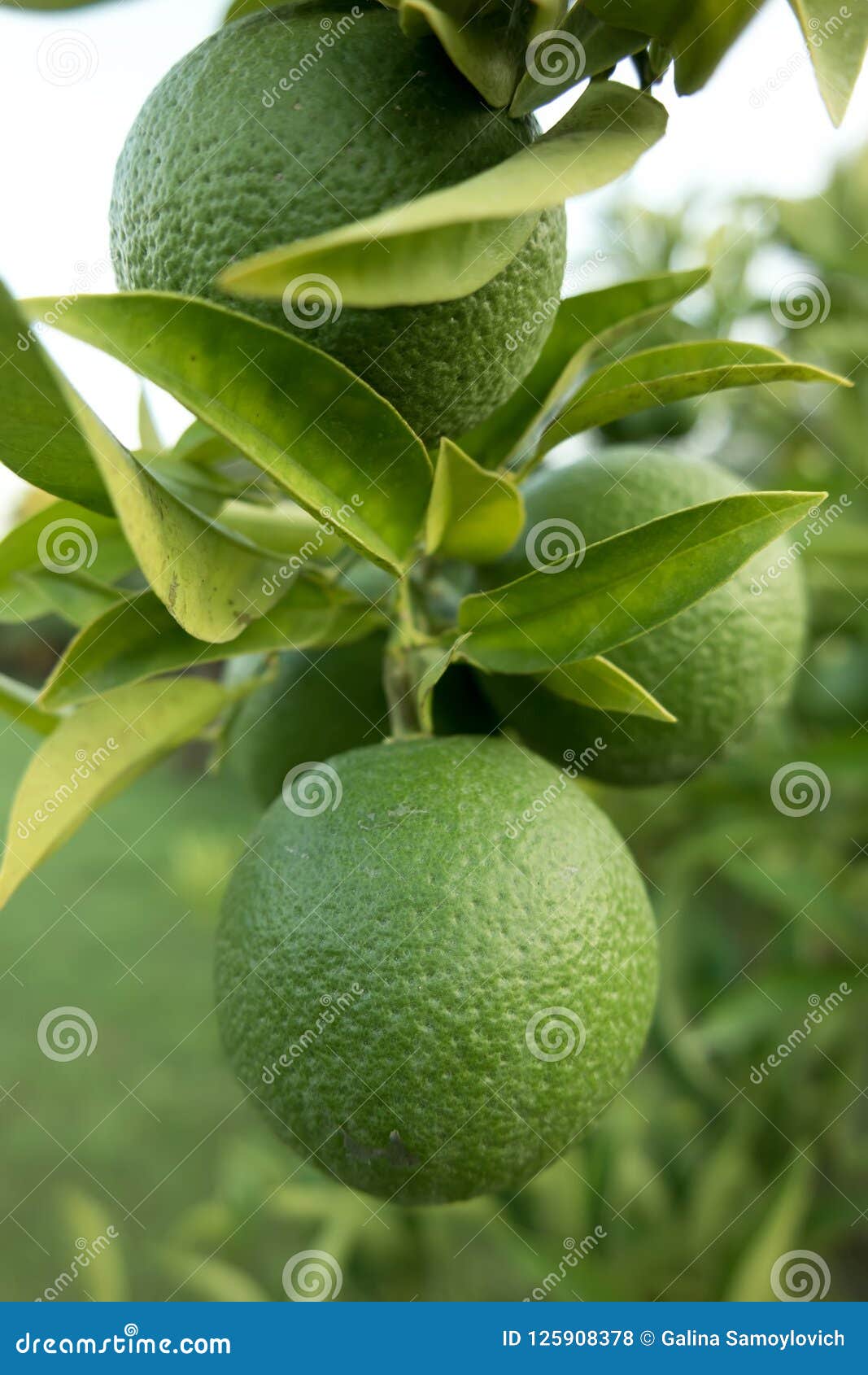 Green mandarins on a tree stock photo. Image of color 125908378