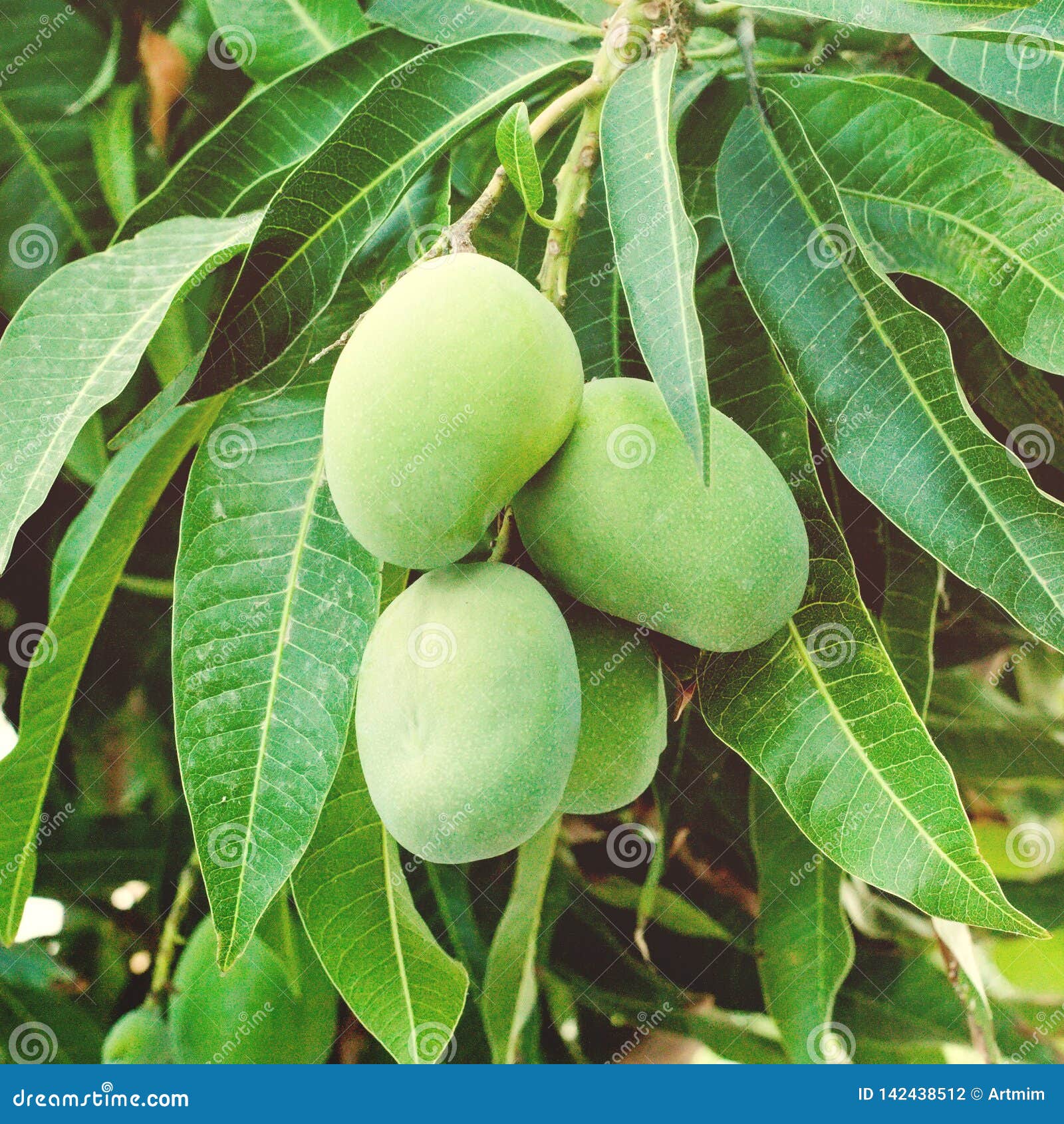 Mango tree photo