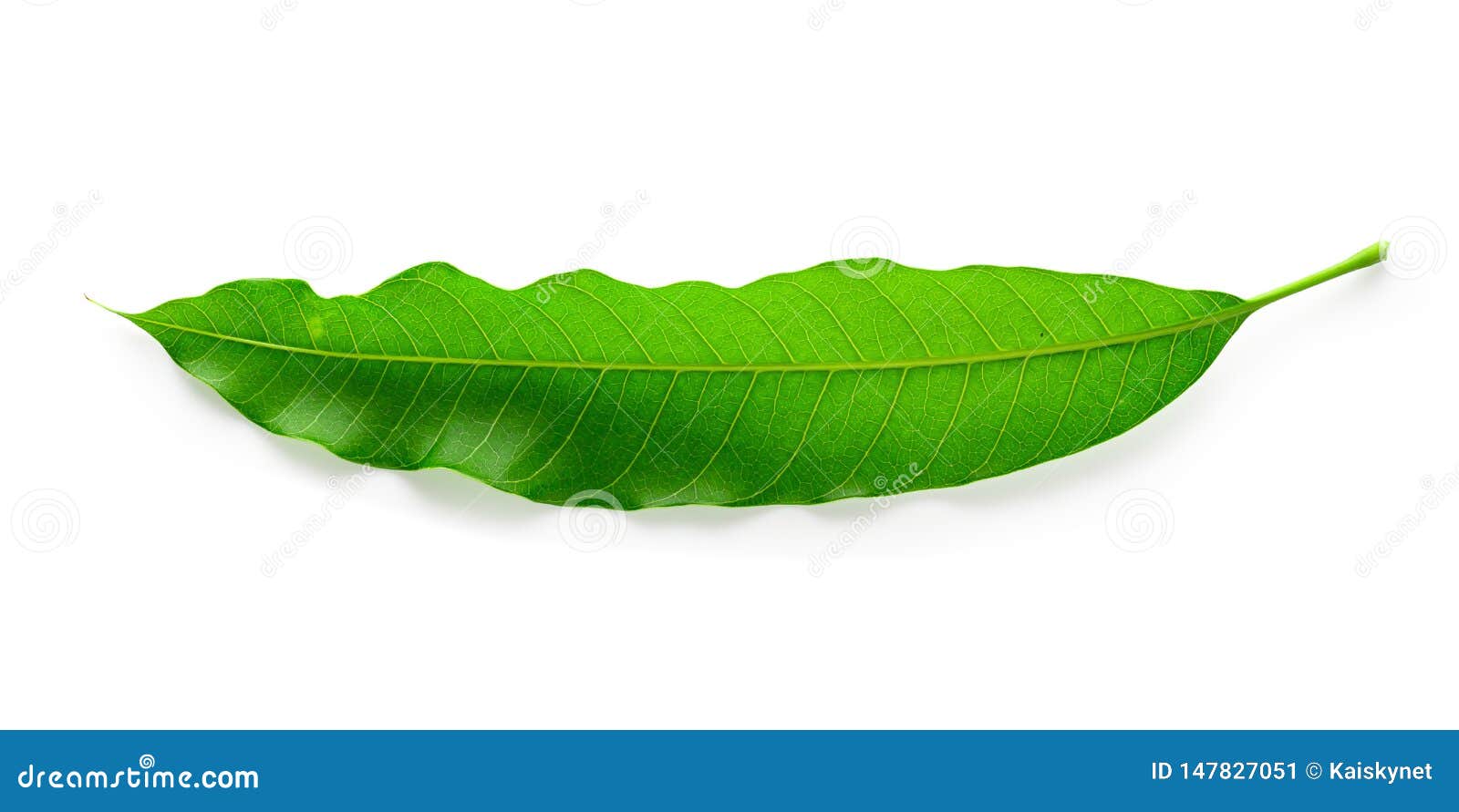 Green Mango Leaves Isolated On White Background Stock Image