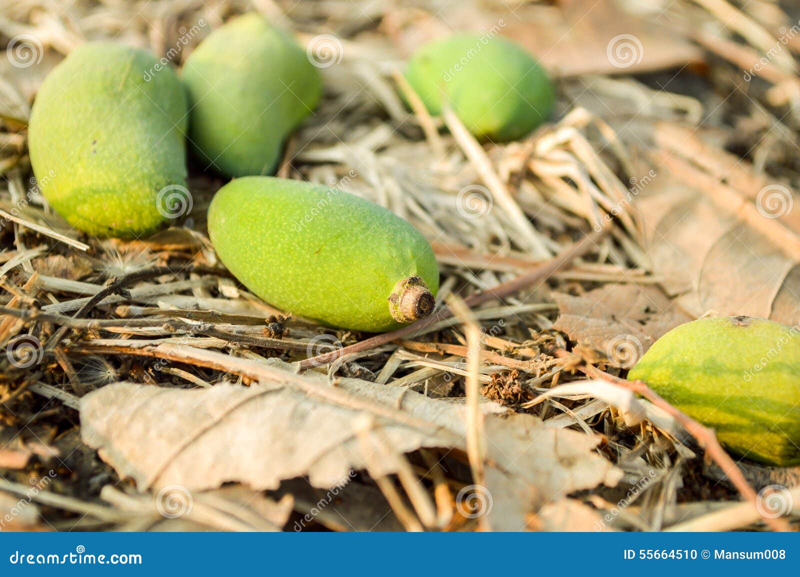 Green mango stock photo. Image of ground, mangi, agriculture 55664510