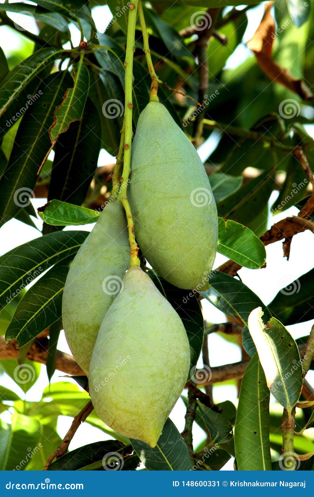 Green Mango Mangifera Indica Stock Image Image of leaves, natural 148600331