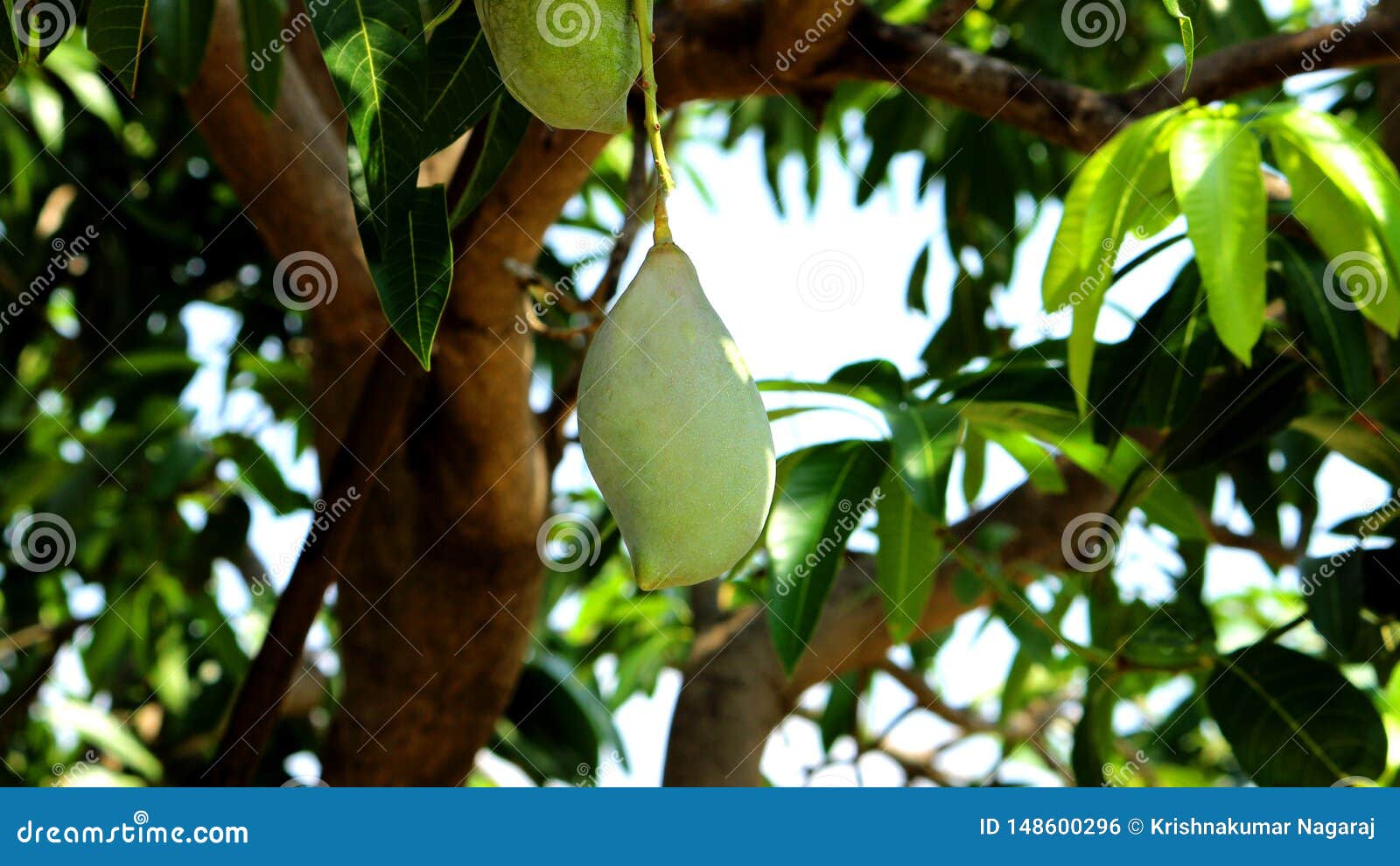 A Green Mango stock photo. Image of mangoes, calorie 148600296