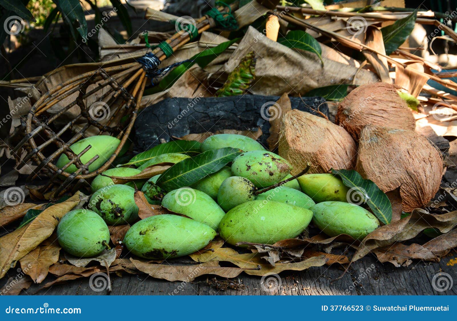 Green Mangoes with Longhandled Fruitpickeron and Coconuts Dry Leafs