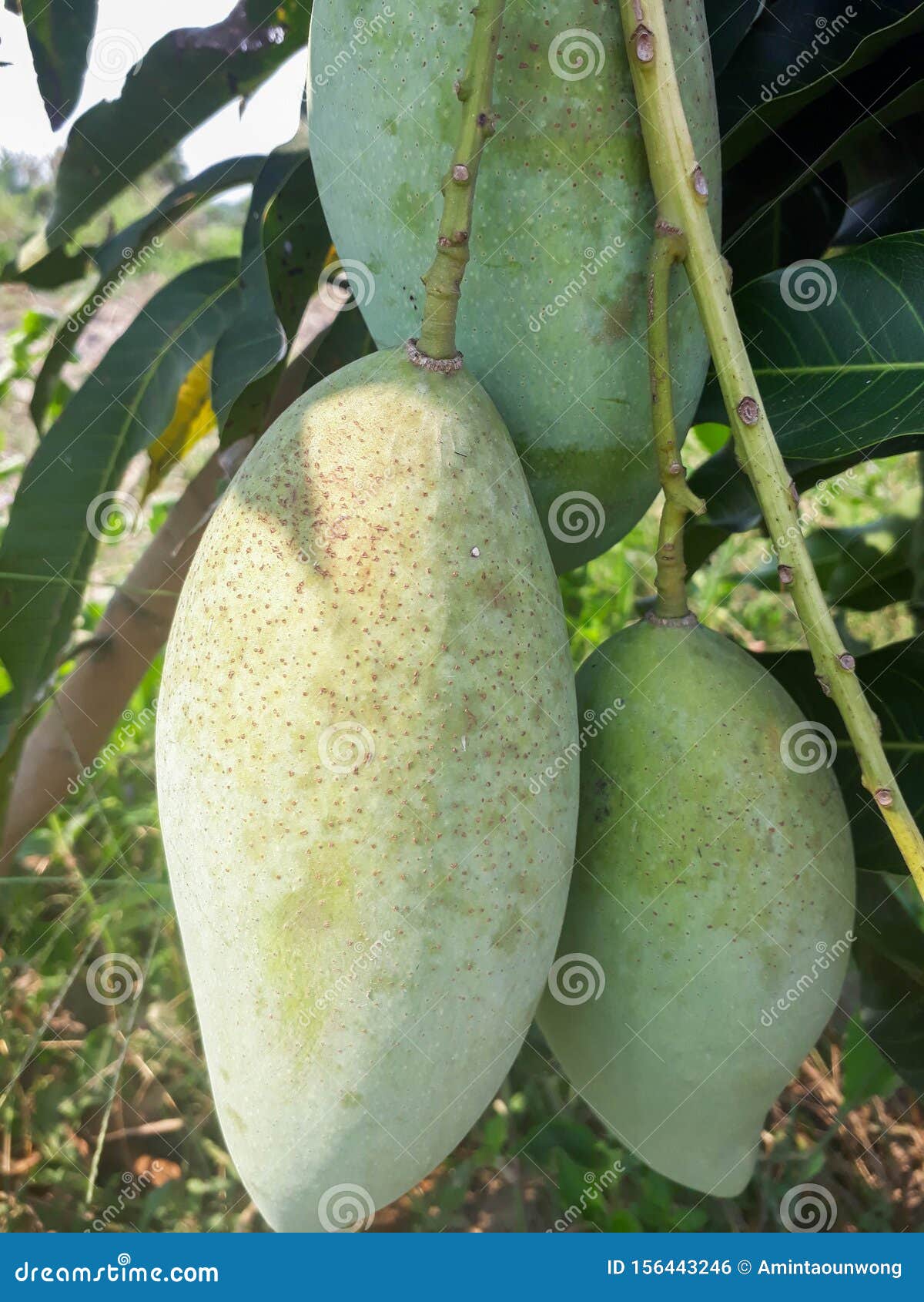 Green Mangoes on the Tree,Thailand Stock Photo Image of food, nature