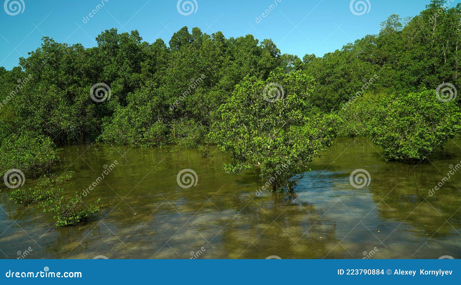 Green Mangroves Bohol Philippines Stock Photo Image Of Jungle