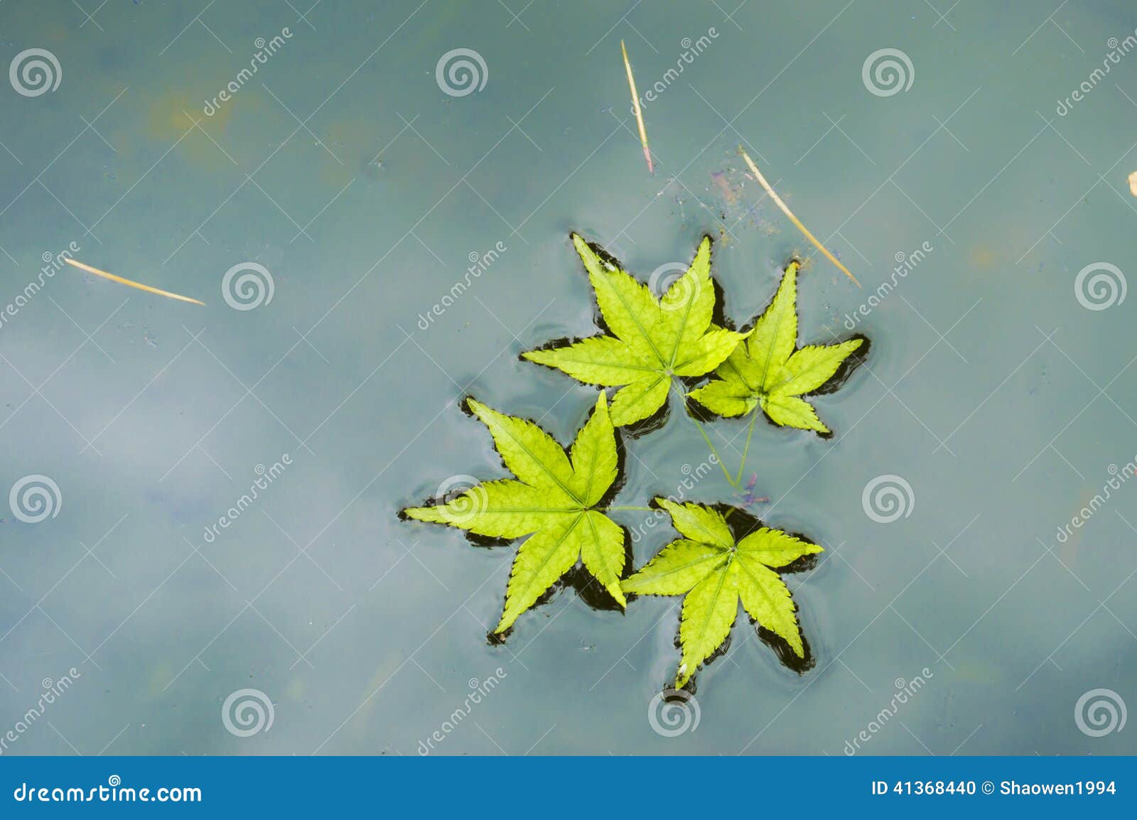 Green Maple Leaf stock photo. Image of dynamic, scenery - 41368440