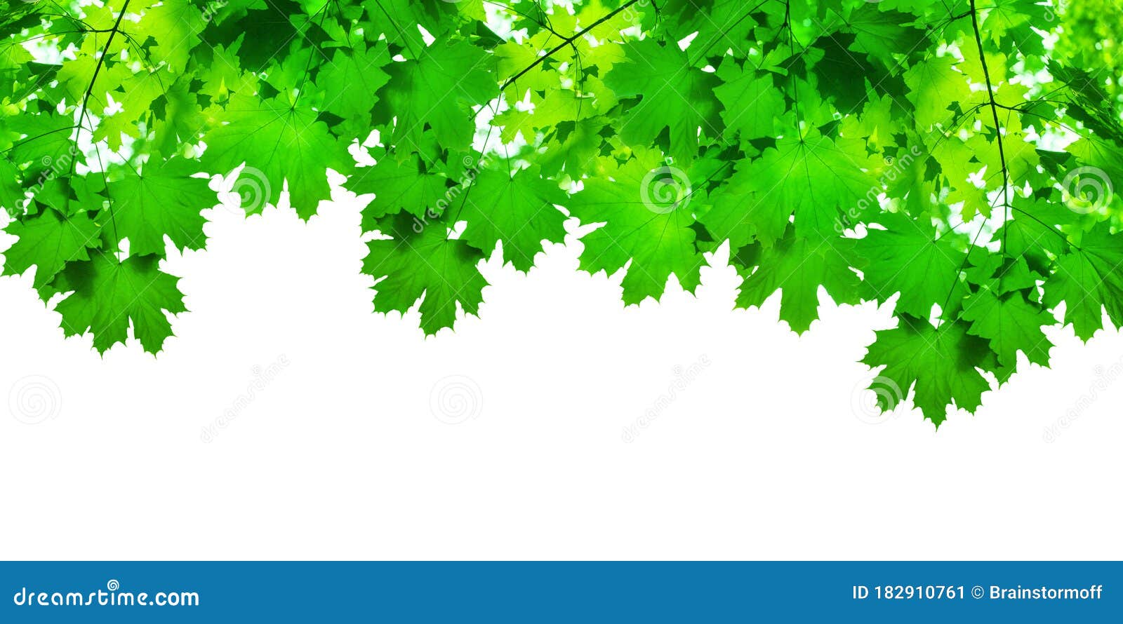 green maple tree leaves on white background  closeup, maple branches frame, lush foliage corner border, summer backdrop