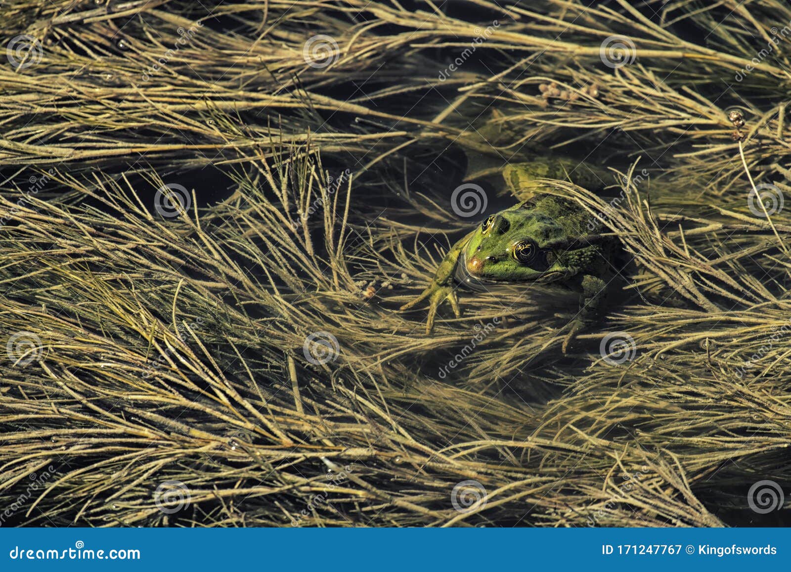 Green Marsh Frog Hid between the Algae. Pelophylax Ridibundus Stock ...