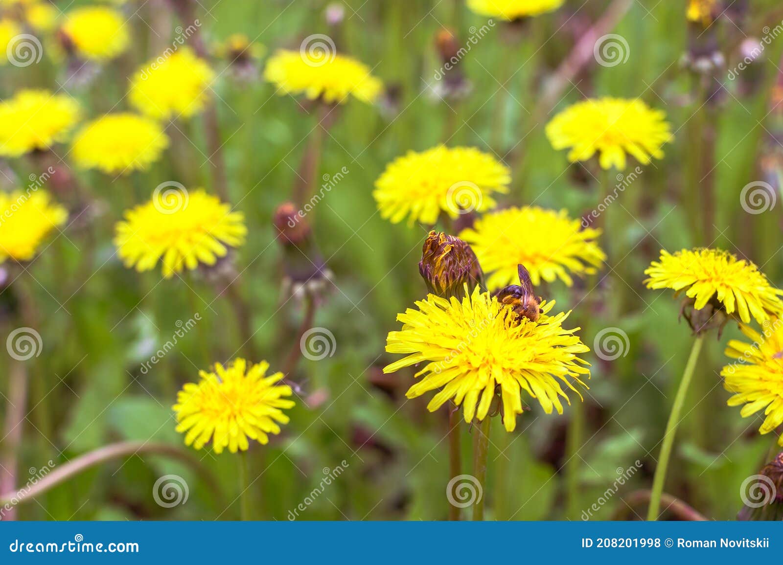 green-meadow-close-up-in-the-bloom-of-yellow-dandelions-with-a-bee-swarming-in-the-flower