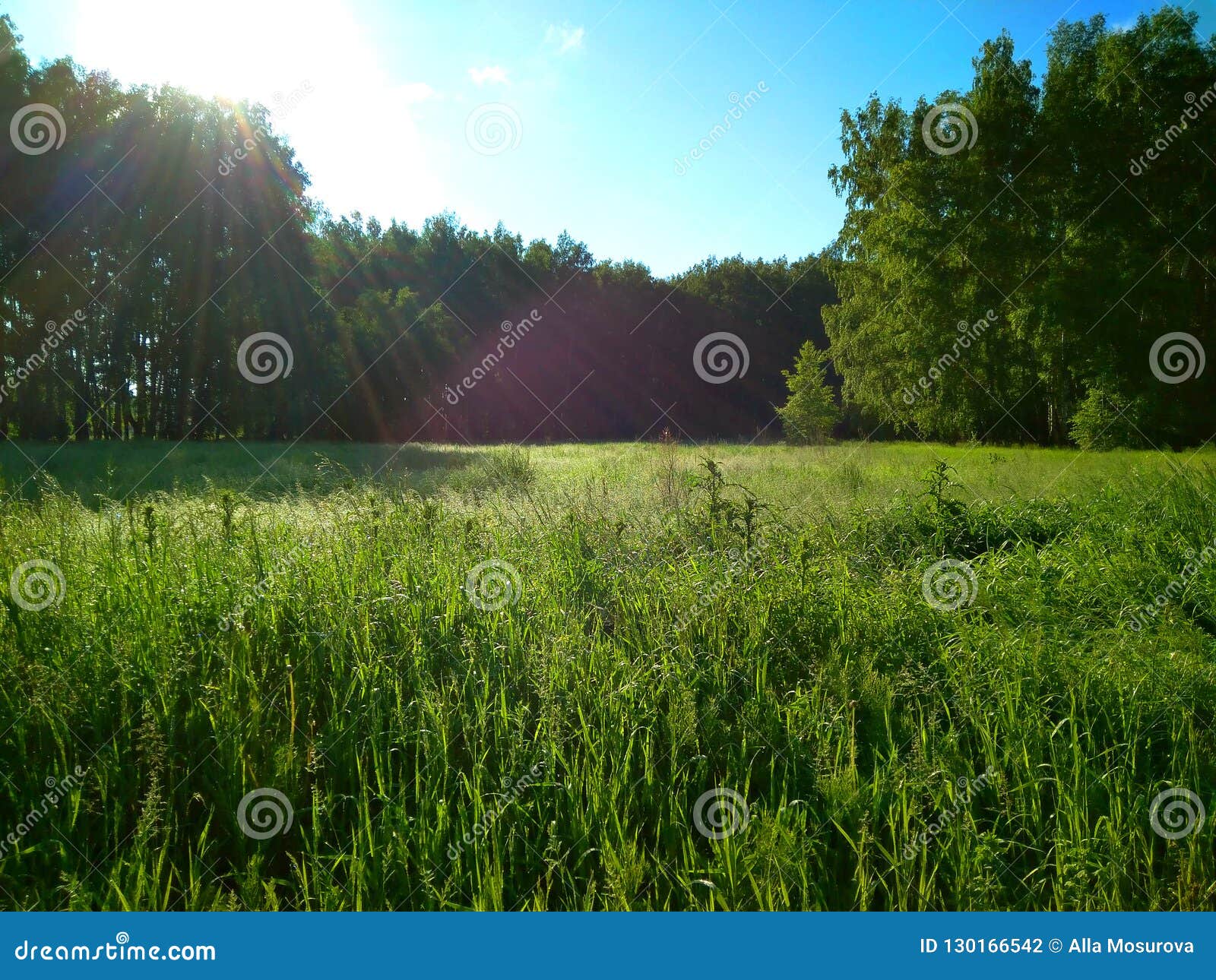 Green Meadow Forest Meadow Summer Sun Succulent Green Emerald Grass