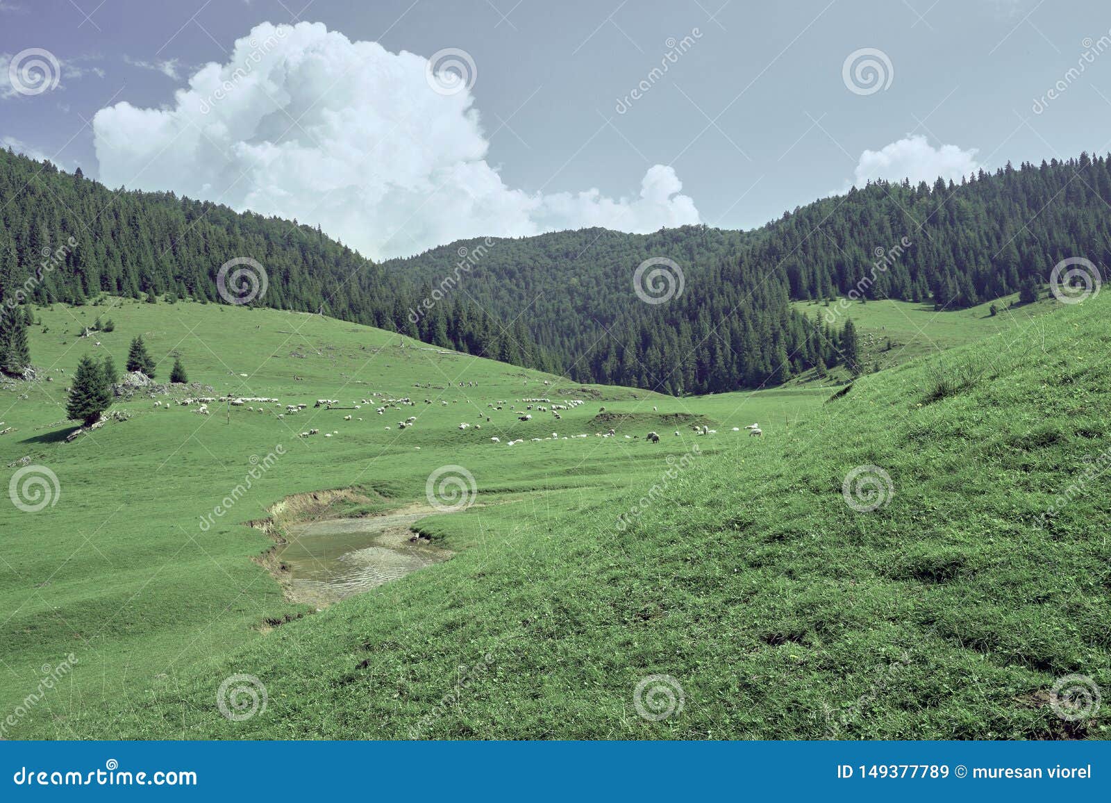 green meadow with sheep , river and forest