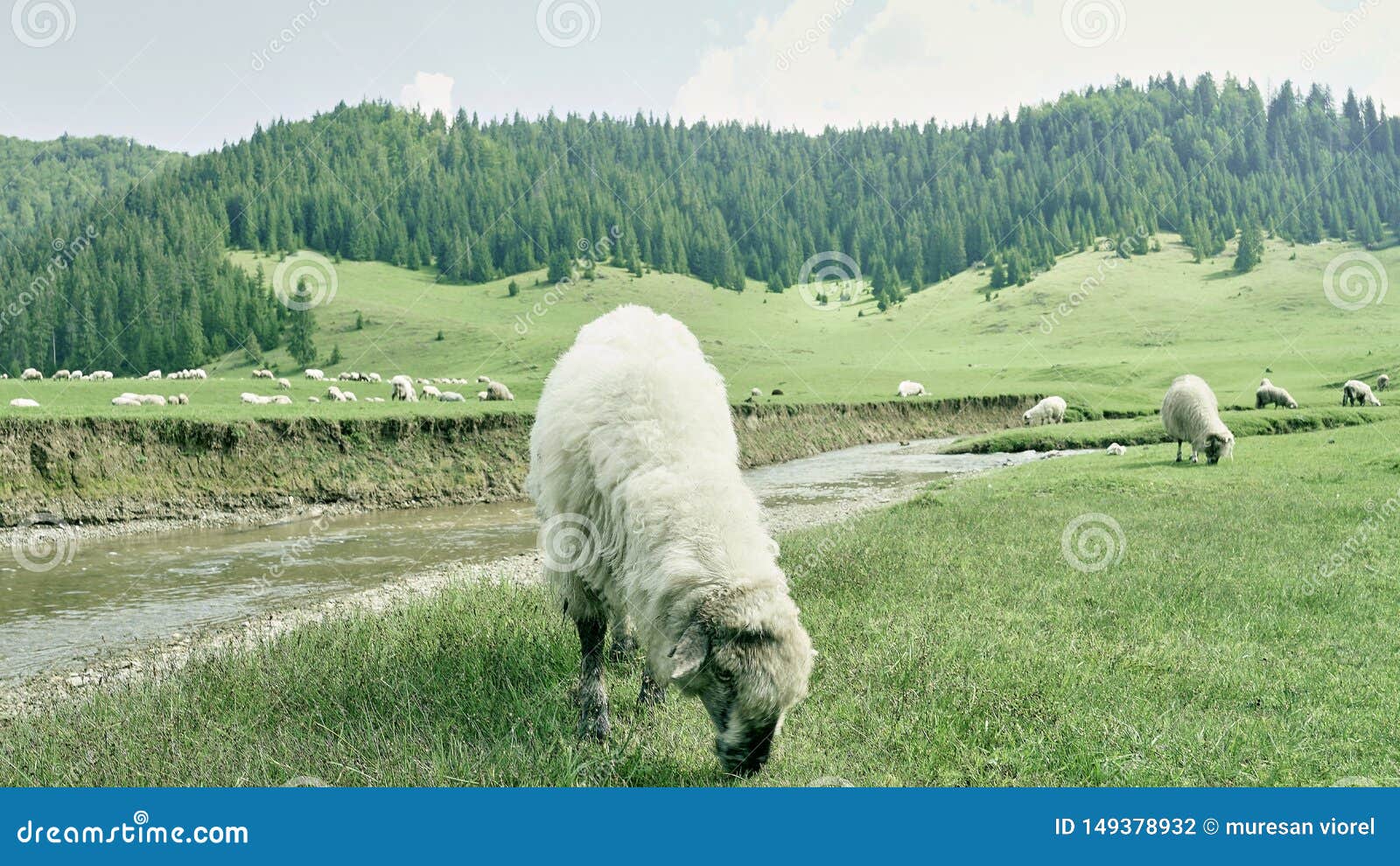 green meadow with sheep, river and forest