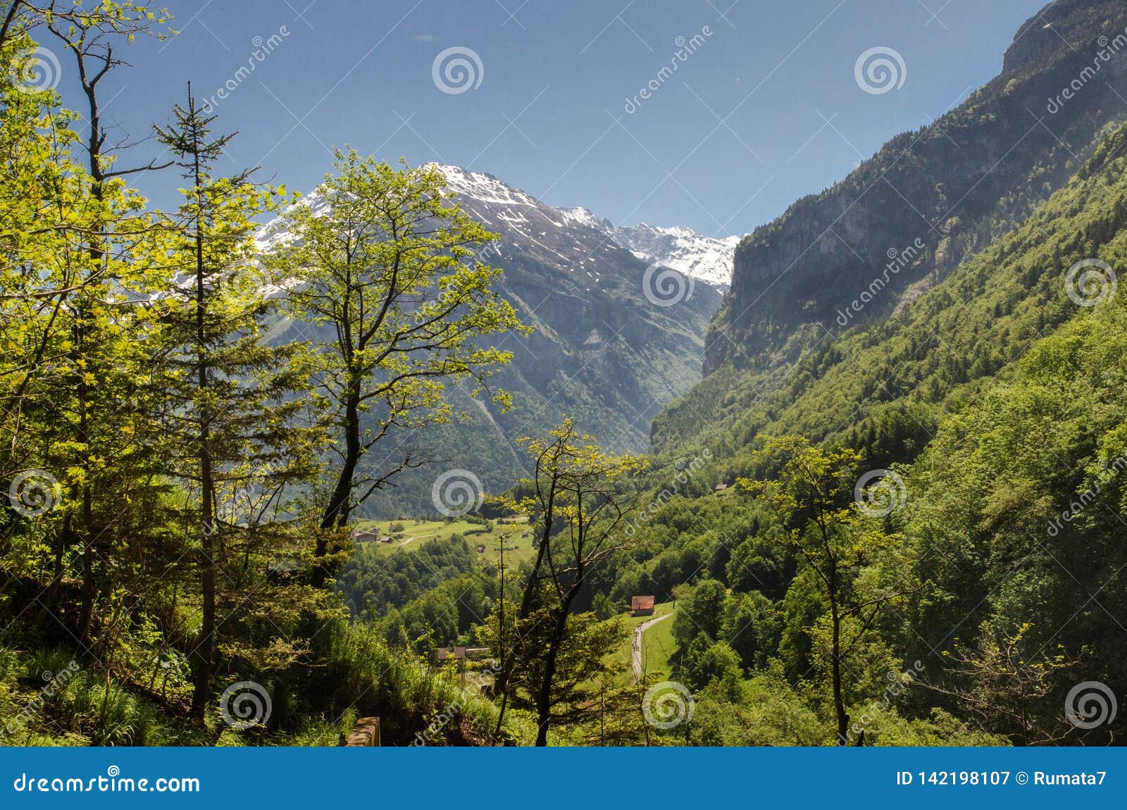 Green Meadow On Snow Covered Mountains Background At Swiss Alps Stock