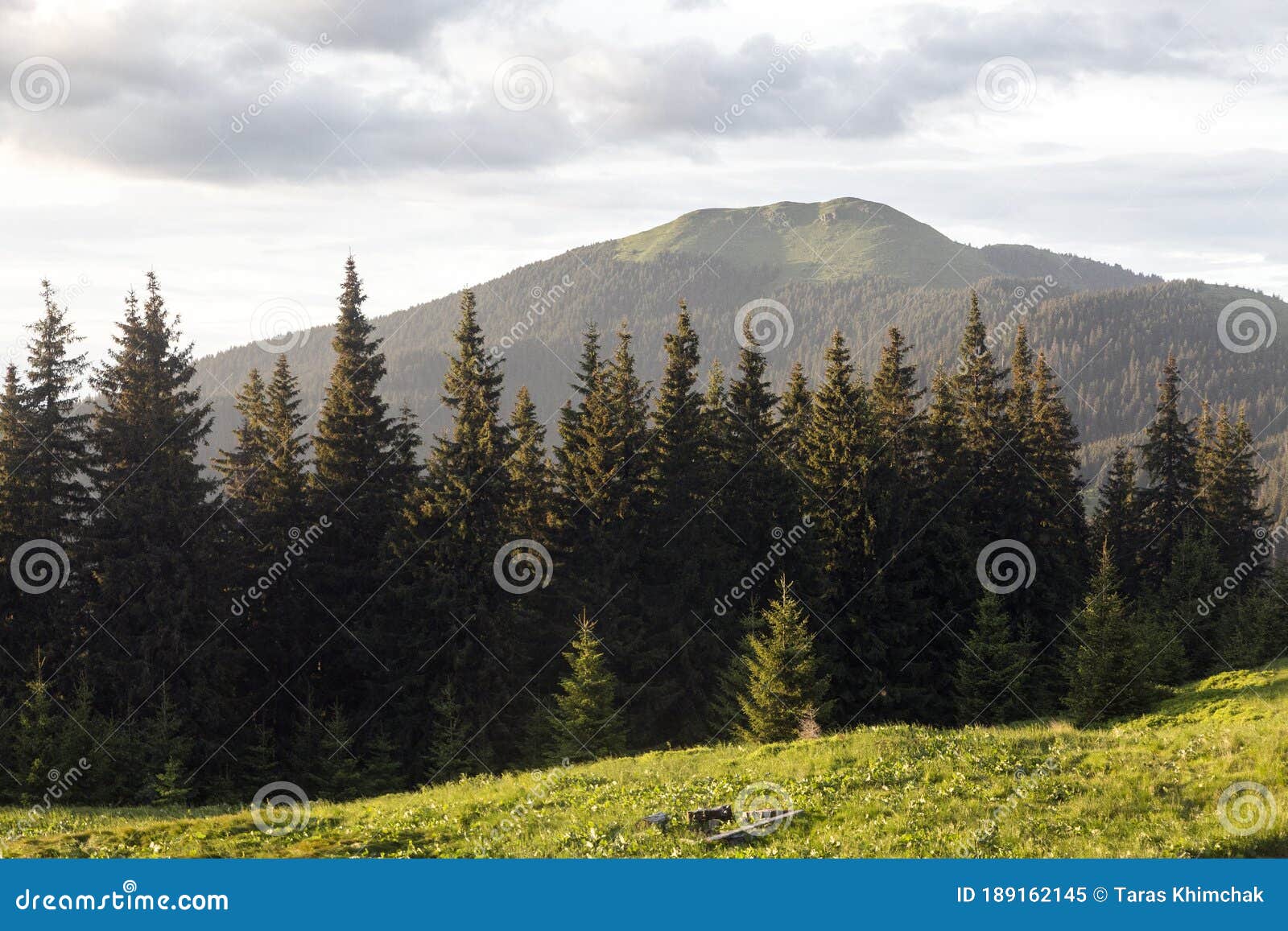 green meadow, spruce forest and mountain meadow in the evening sun. mount berlebashka, carpathians, marmaroshchyna, maramures,