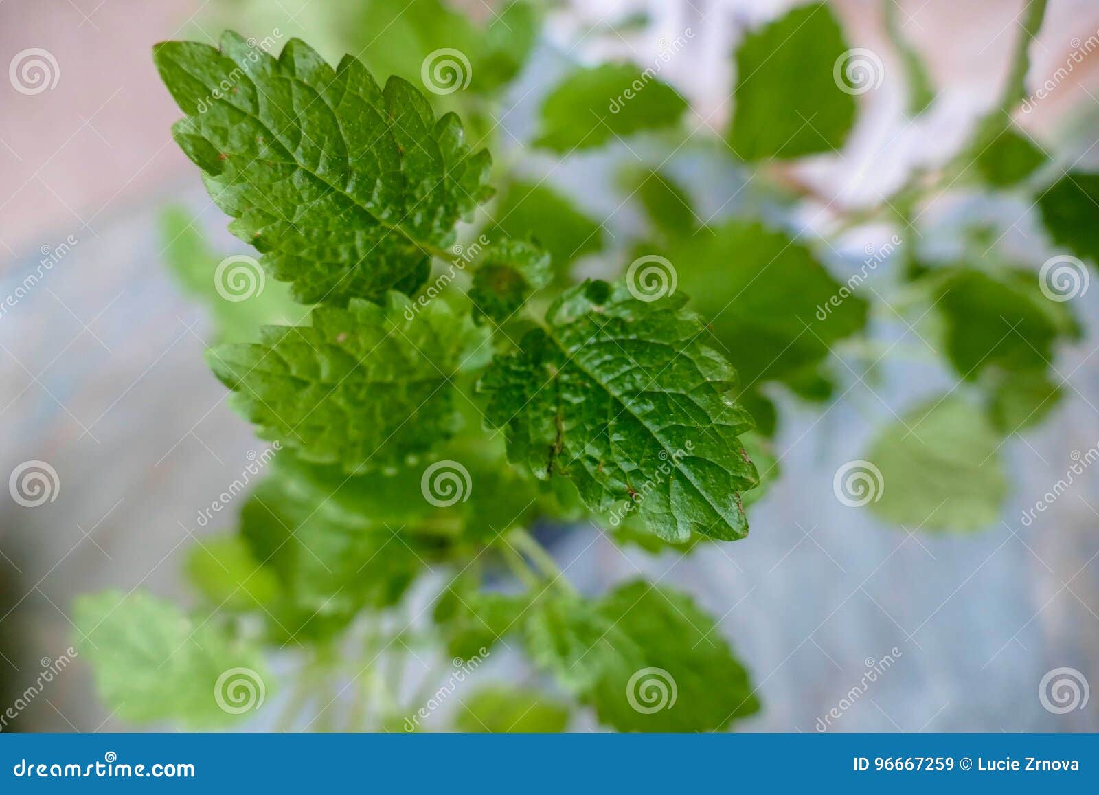 green melisa plant leaf detail