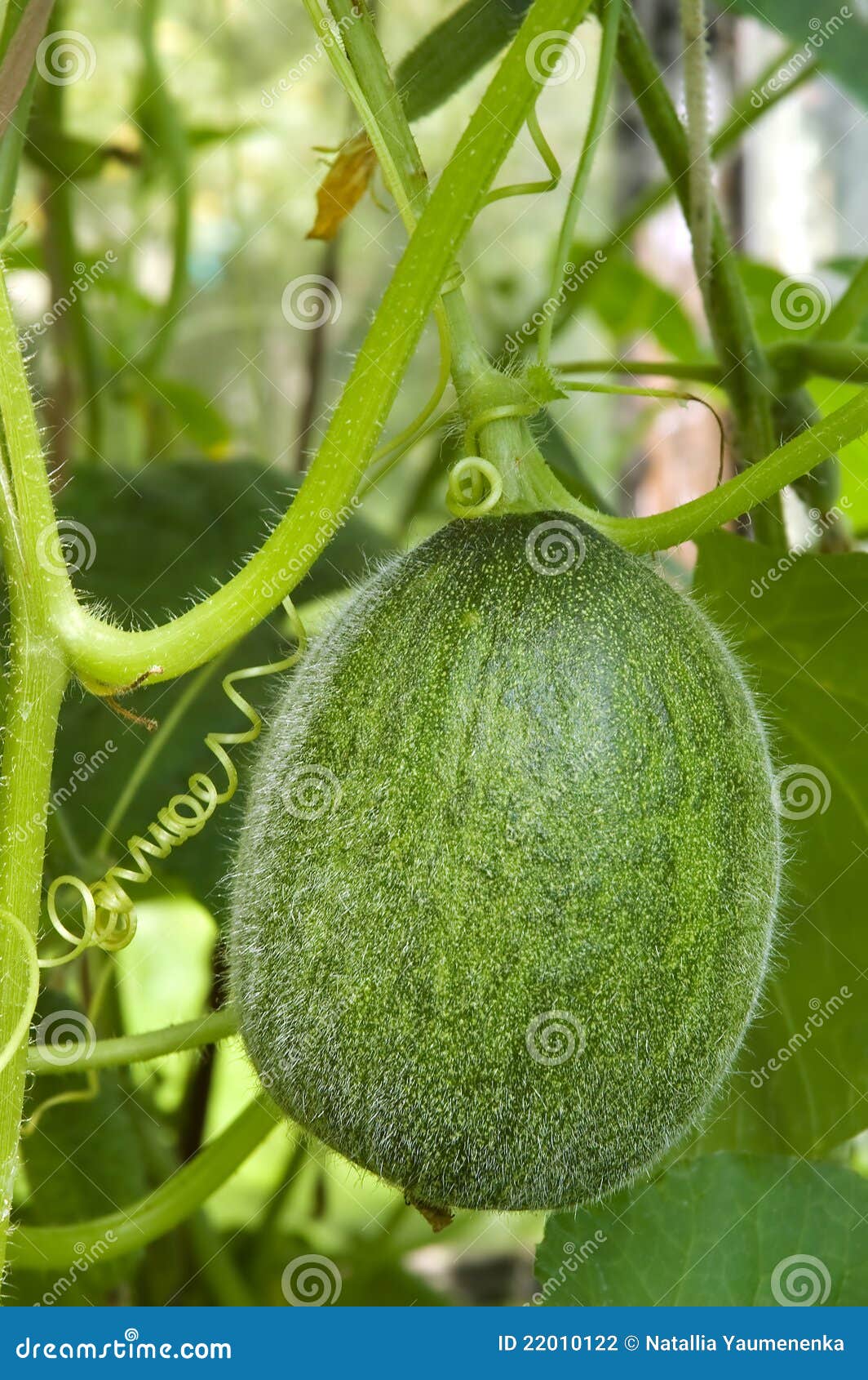 Green melon stock photo. Image of ripe, melon, vegetarian 22010122