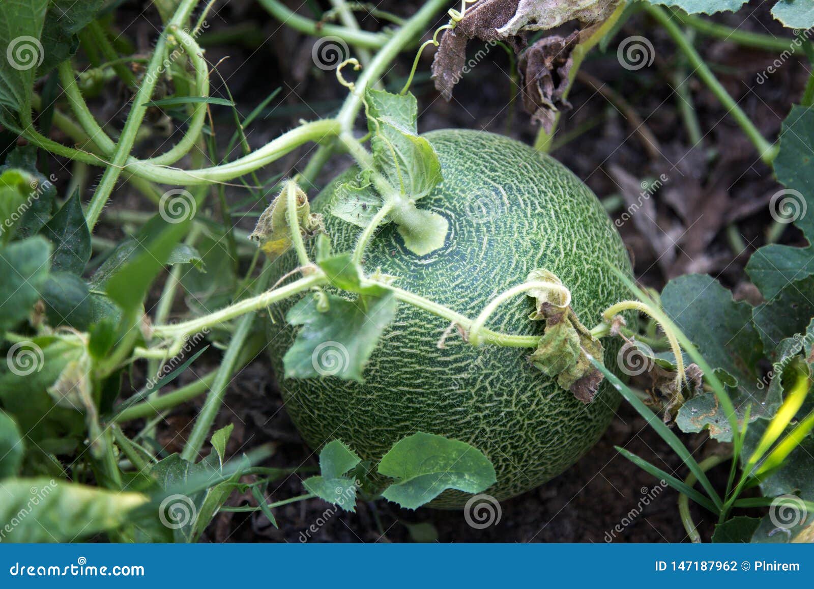 Green Melon Growing in Soil Stock Photo Image of exotic, leaf 147187962