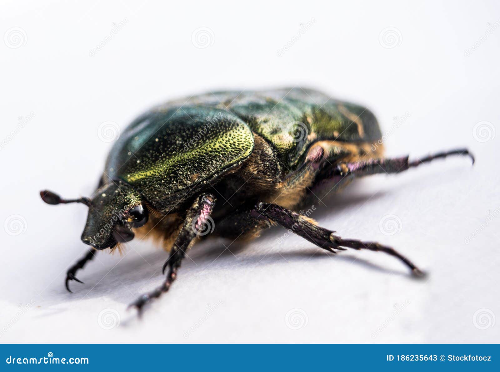 Green metallic beetle stock image. Image of fauna, brown 186235643