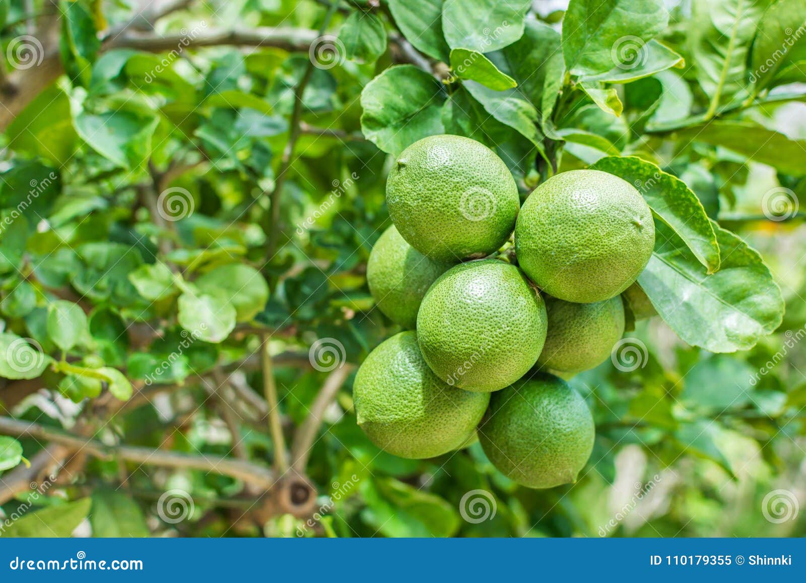 Green Meyer lemons stock image. Image of fruits, limes 110179355