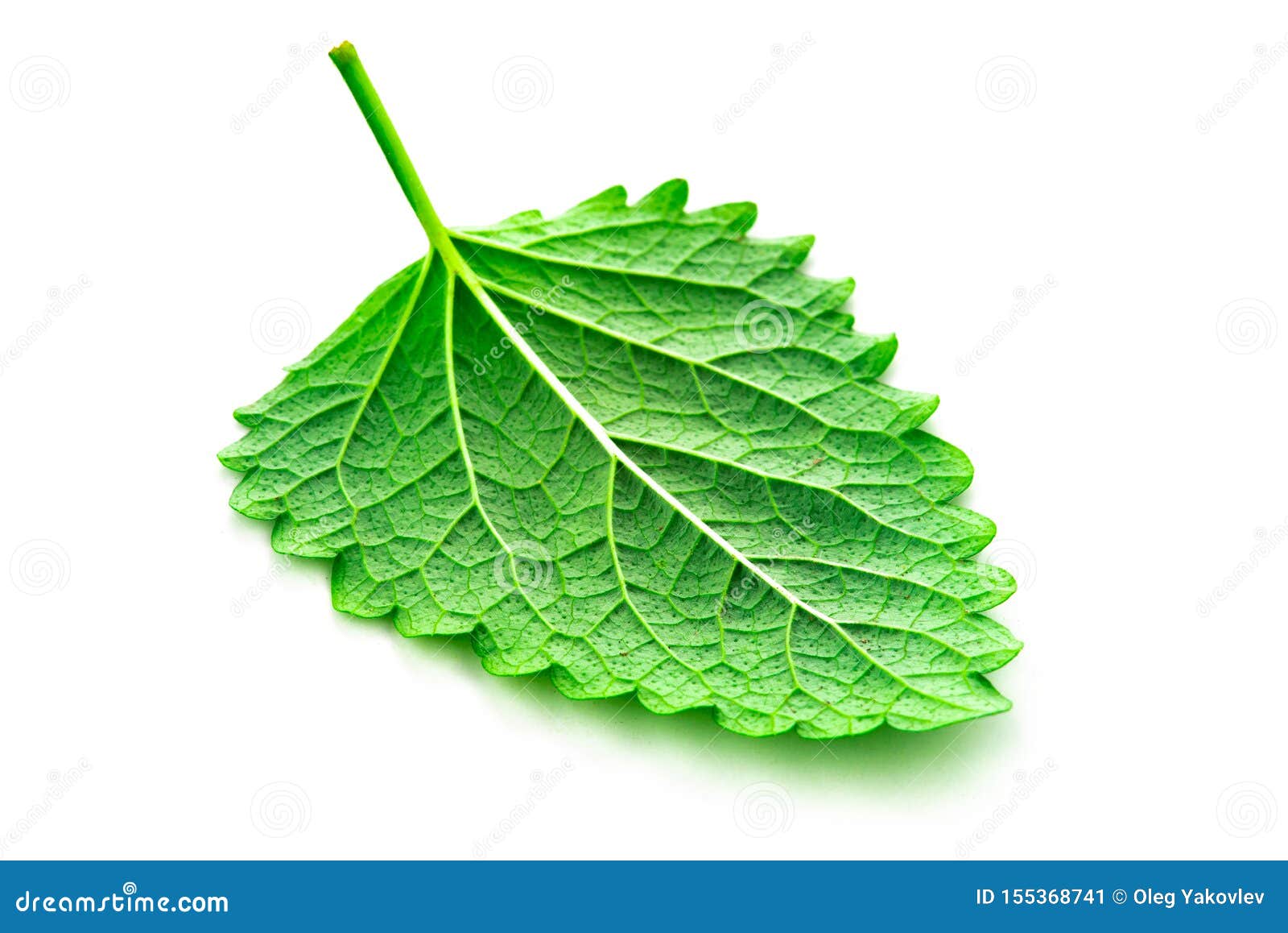 Green Mint Leaf on Isolated White Stock Image Image of balm, nature