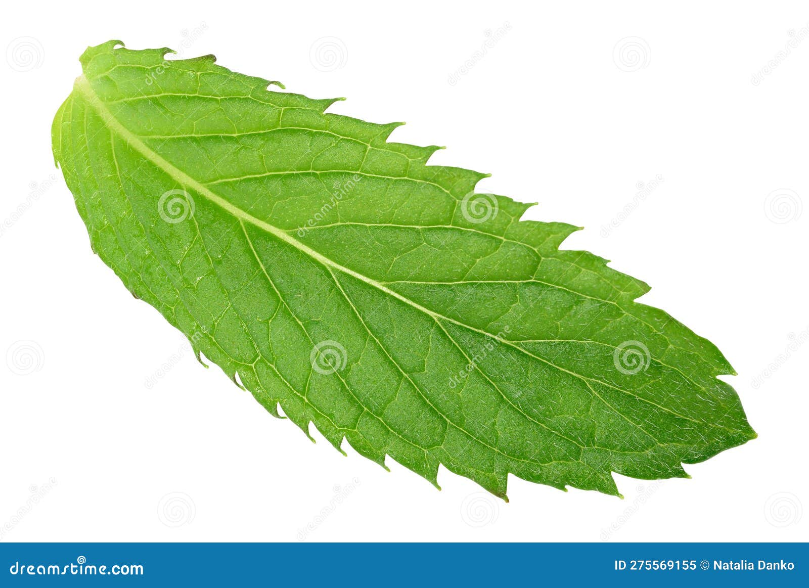 Green Mint Leaf on White Isolated Background Stock Image Image of