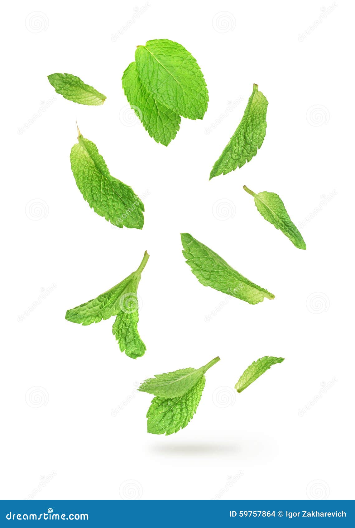 Green Mint Leaves Falling in the Air Stock Photo Image of natural
