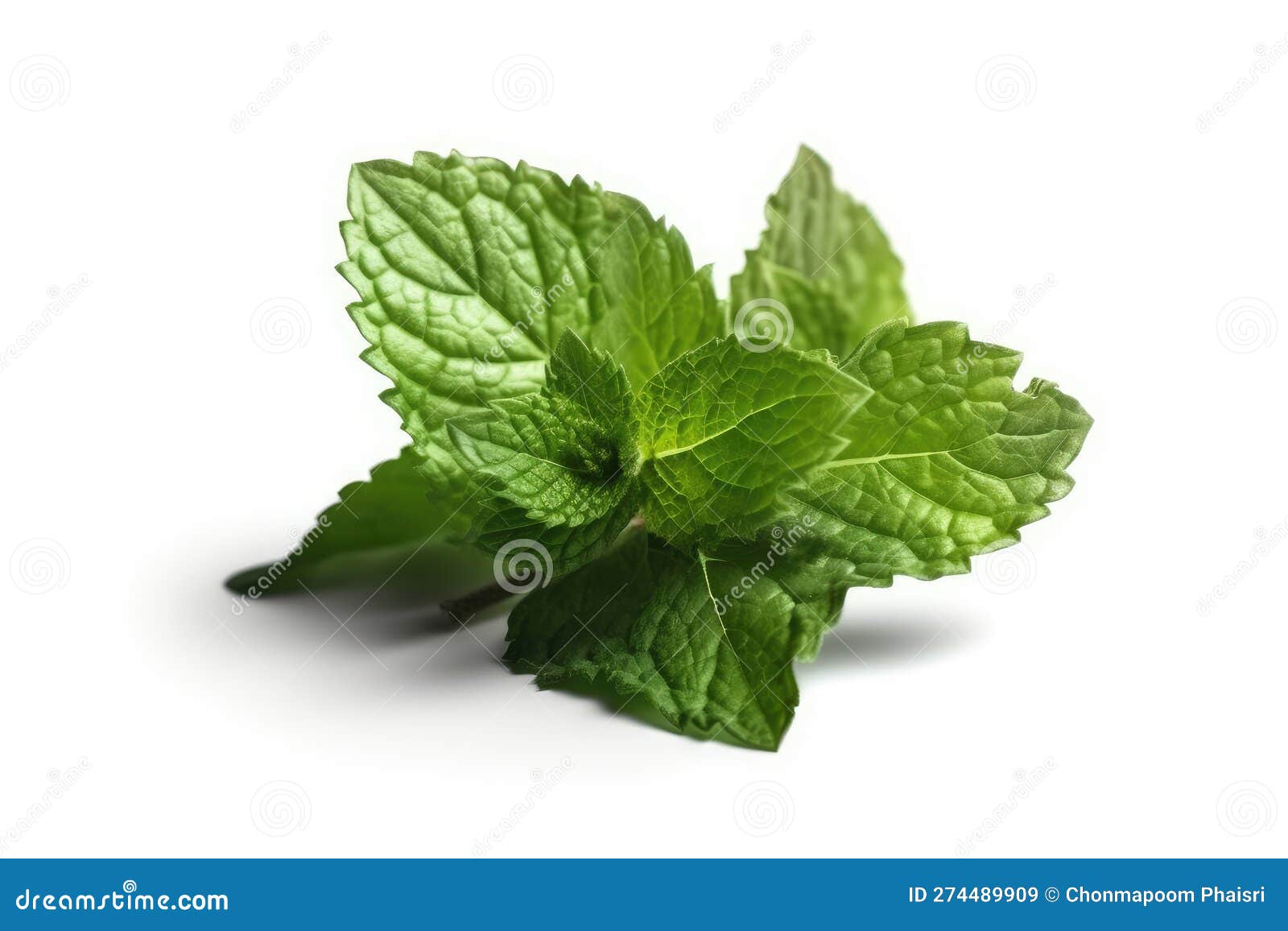 Green Mint Leaves. High Resolution, Isolate on White Background. Stock
