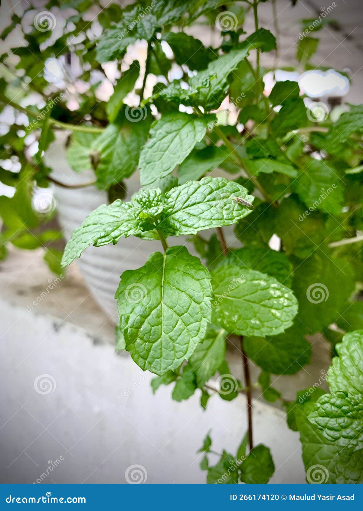 Green Mint Leaves and Small Mosquitoes Stock Photo Image of