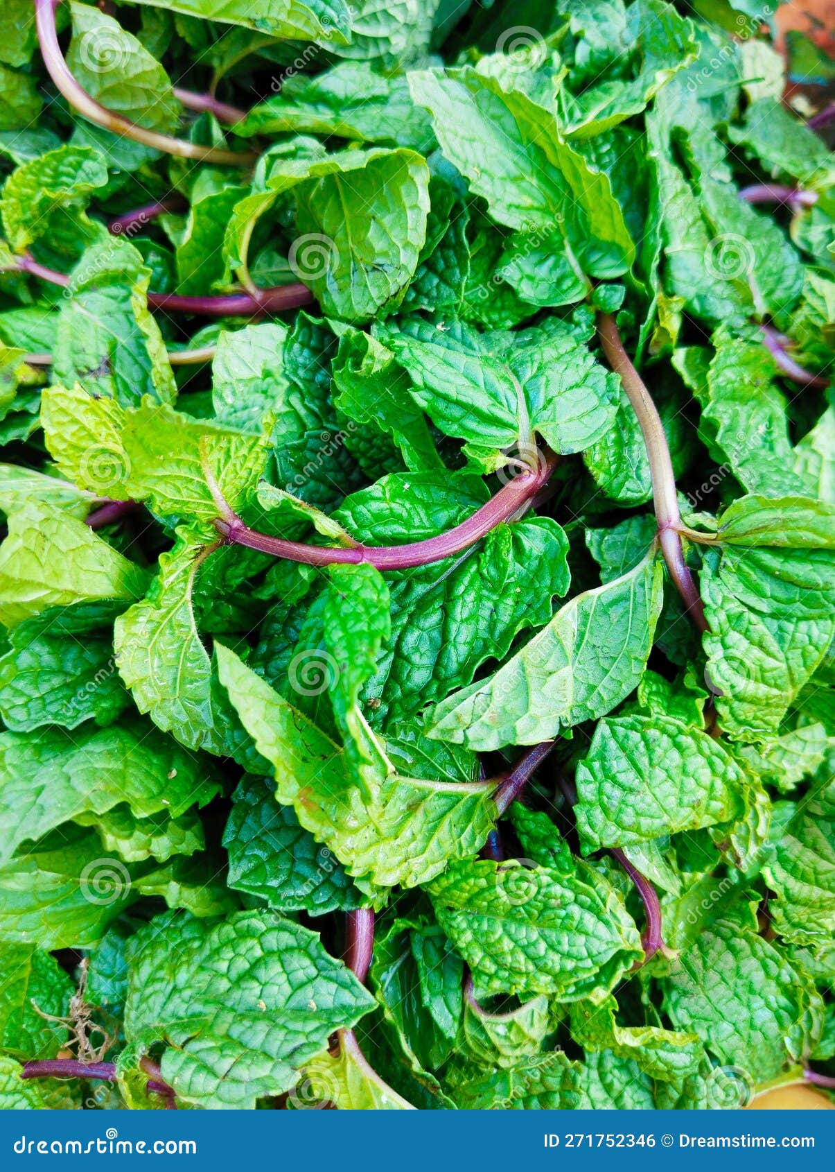 Green Mint Peppermint Leaves Leaf Aromatic Flavoring Vegetable Spice