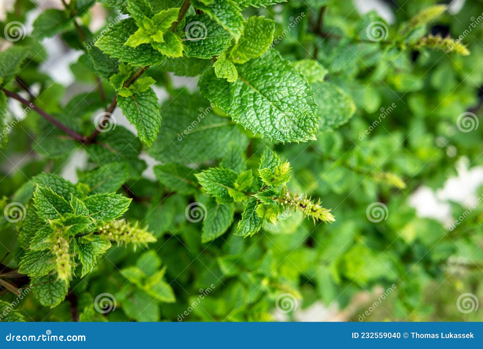 Green Mint Plant Growing in the Garden Stock Photo Image of vegetable