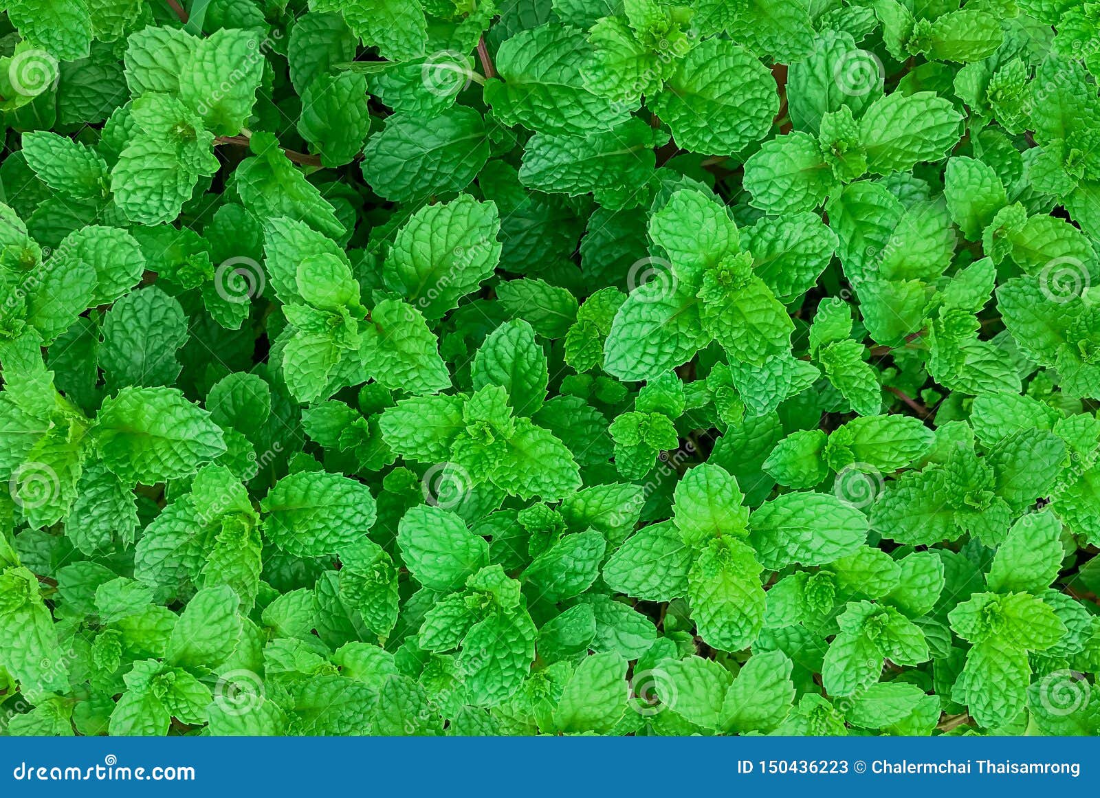 Green Mint Plant in Growth at Vegetable Garden,mint Background Stock