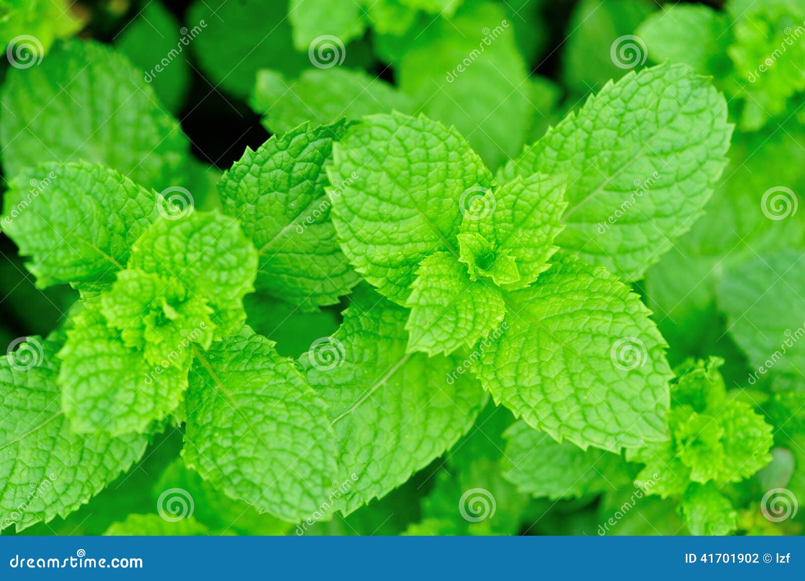Green mint plants growing stock photo. Image of outdoor 41701902