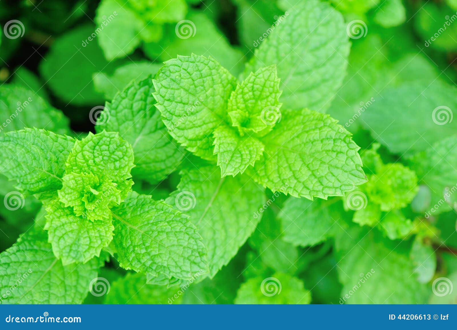 Green mint plants growing stock image. Image of plant 44206613