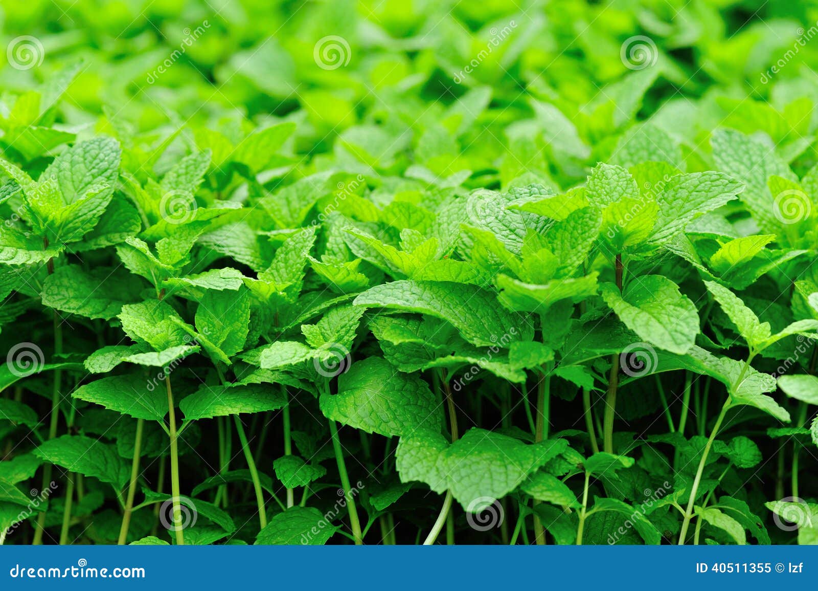 Green Mint Plants in Growth Stock Image Image of organic, growth