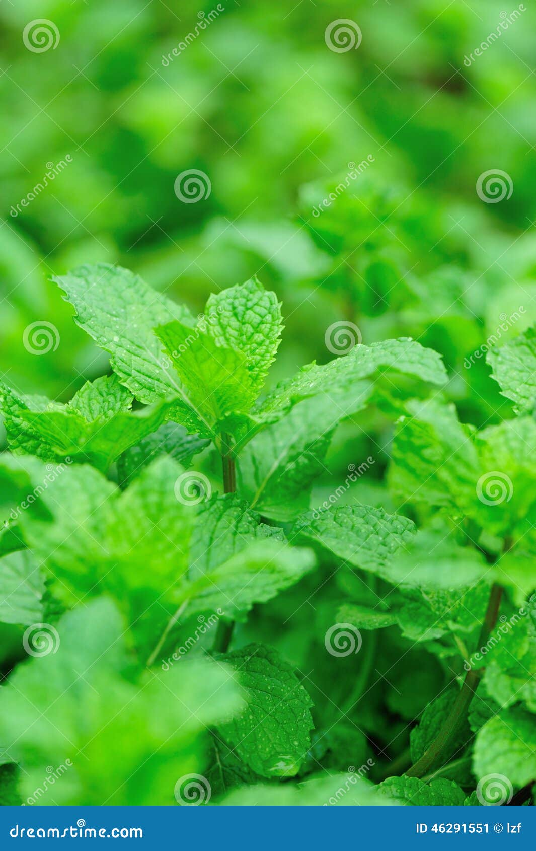 Green Mint Plants in Growth Stock Image Image of mint, food 46291551