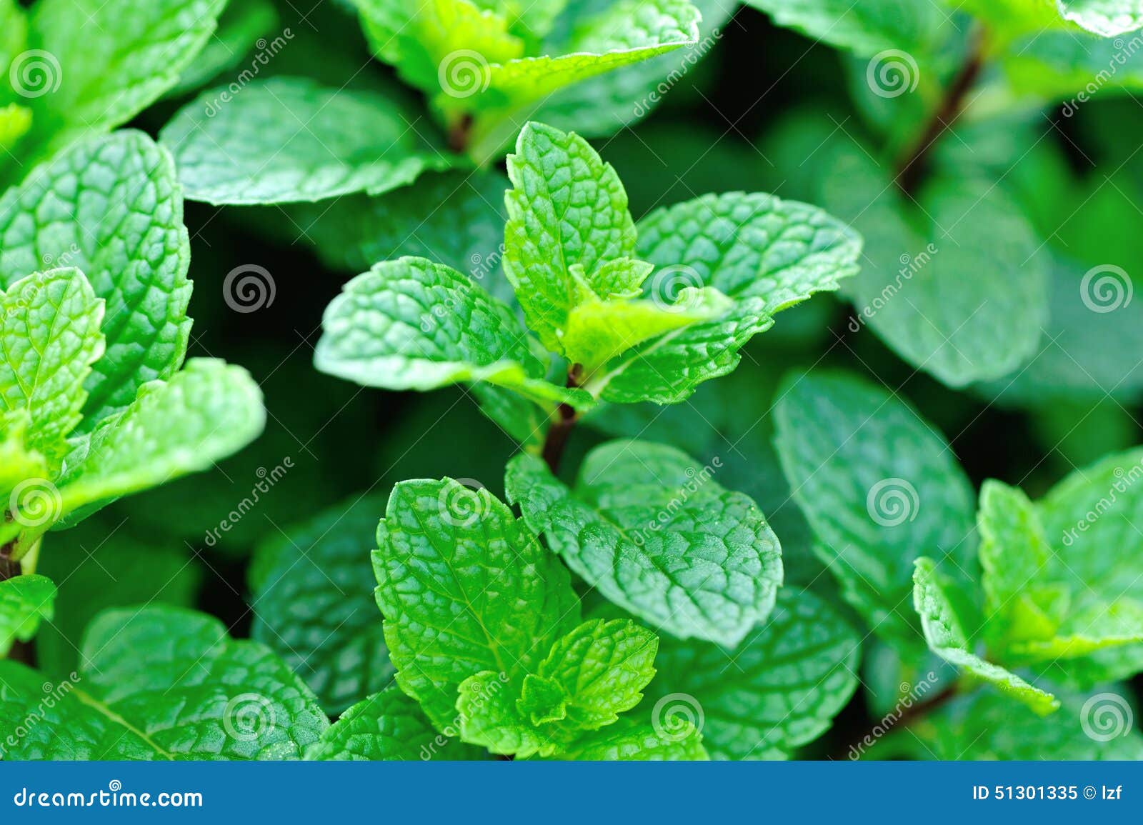 Green Mint Plants in Growth Stock Image Image of crop, closeup 51301335