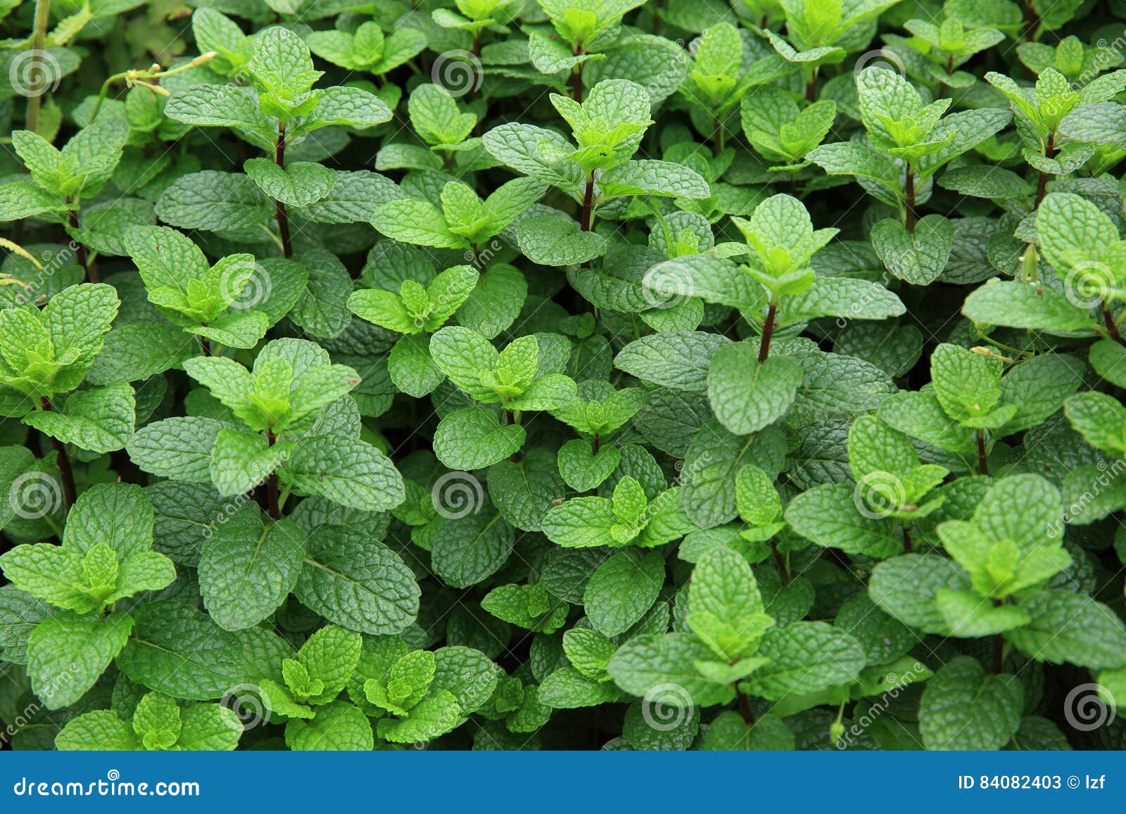 Green Mint Plants in Growth Stock Image Image of plants, healthy